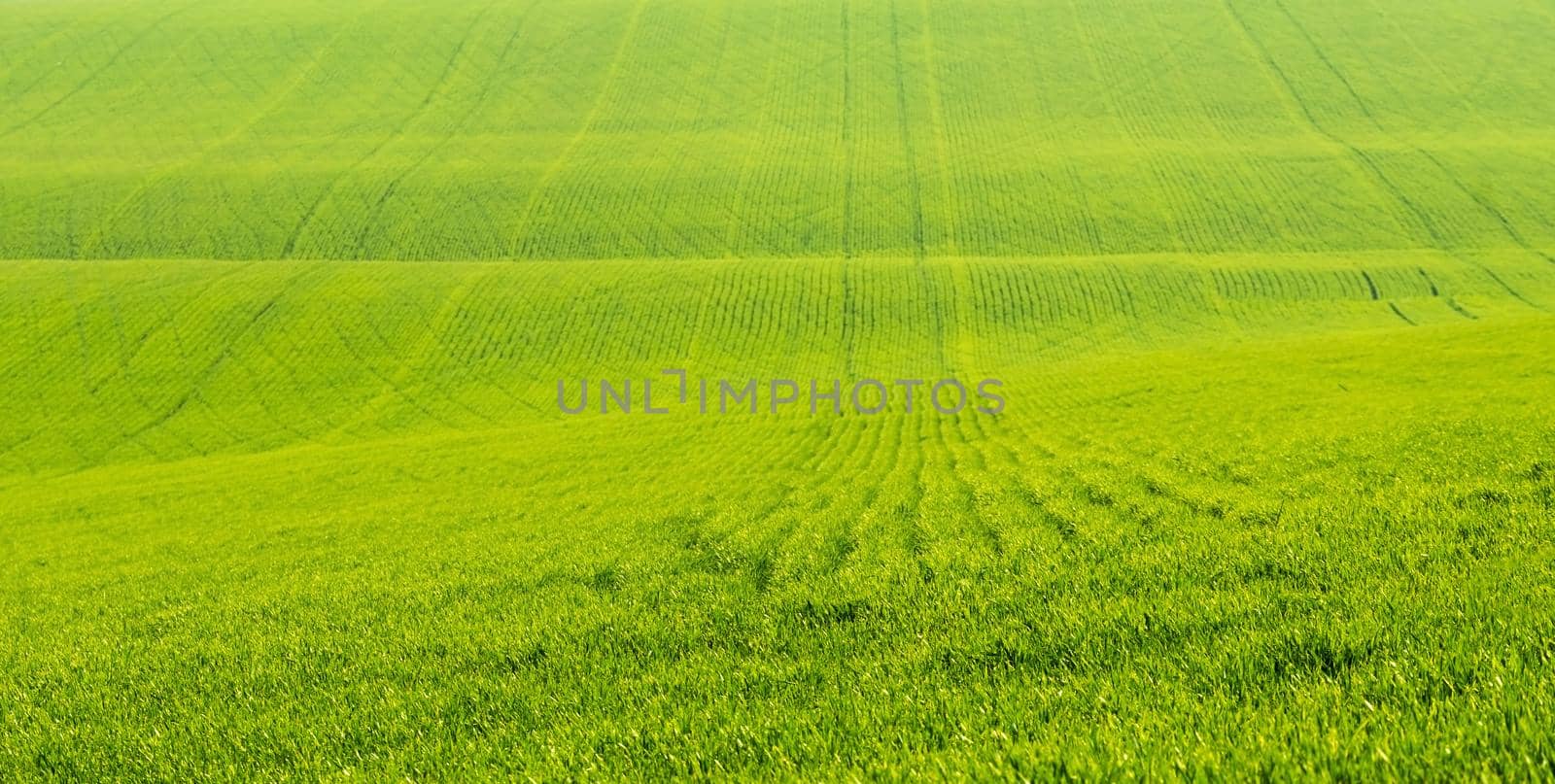 Field with green grass by GekaSkr