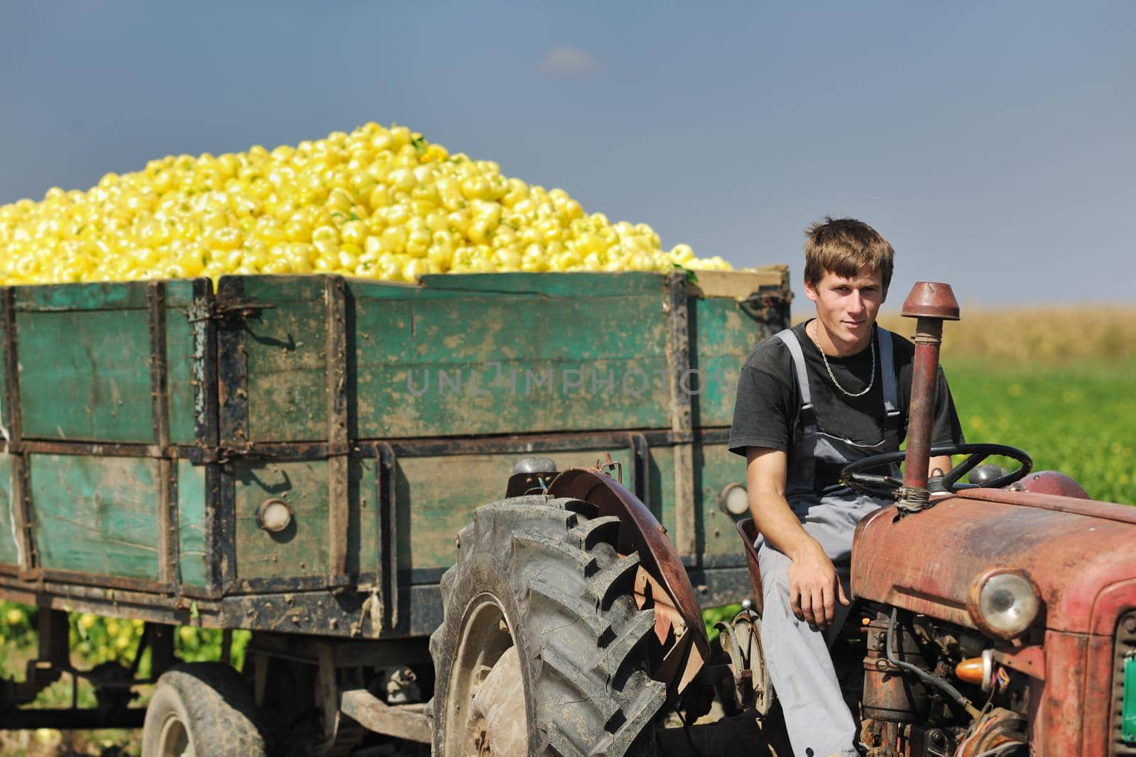 young agriculture worker with  fresh vegetable pepper  food organic cultivated and representing success in small business