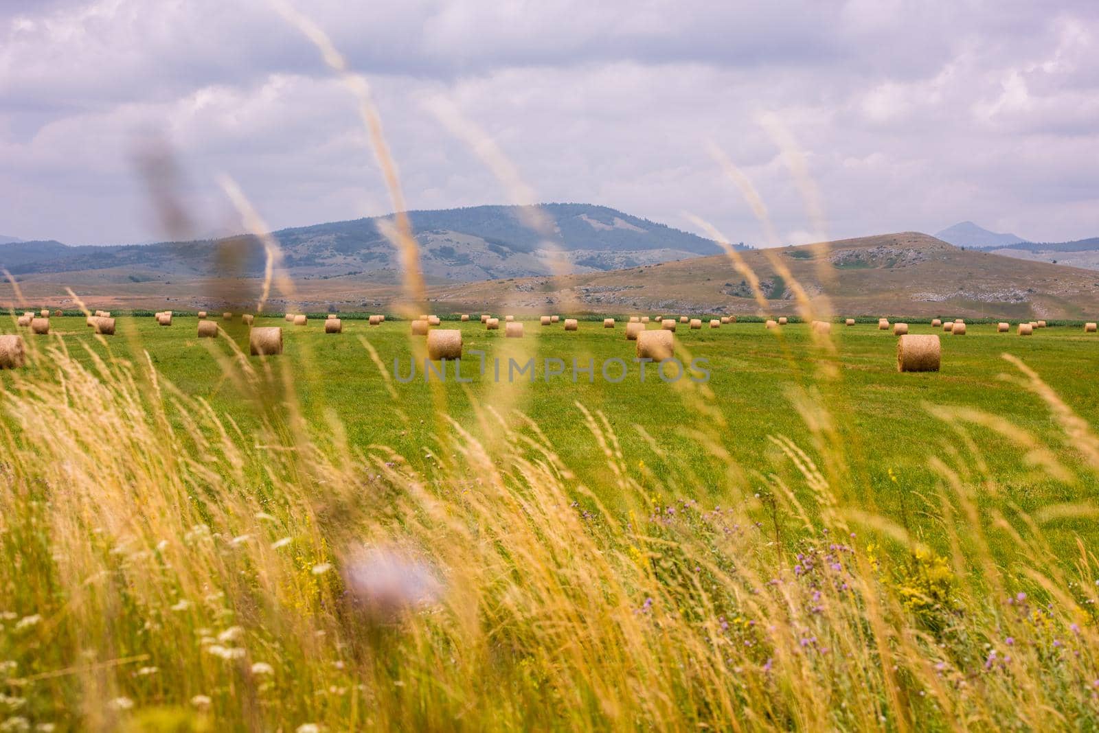 Rolls of hay in a wide field