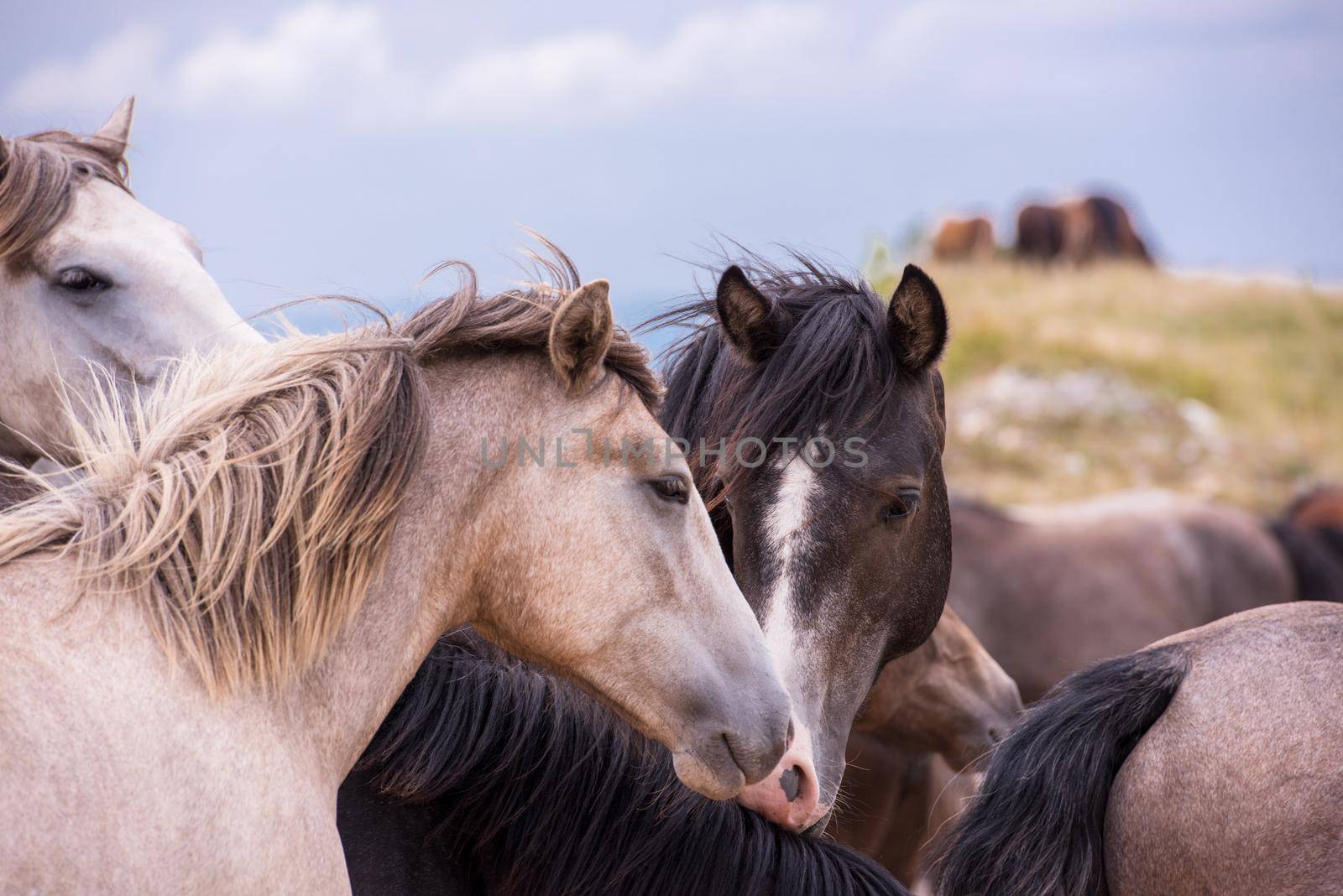 portrait of beautiful wild horses by dotshock