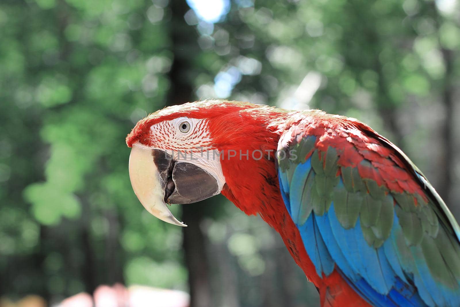 close up. red macaw parrot on blurred background.