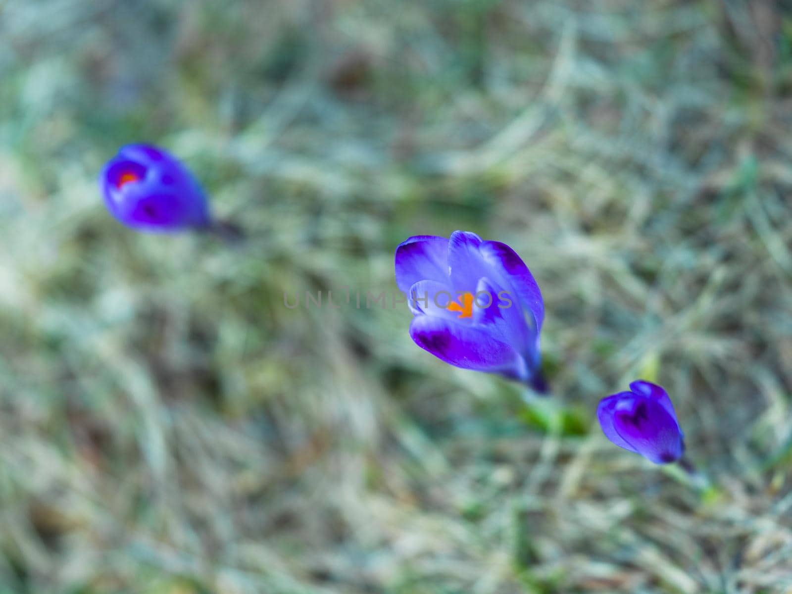 spring purple flower crocus by dotshock