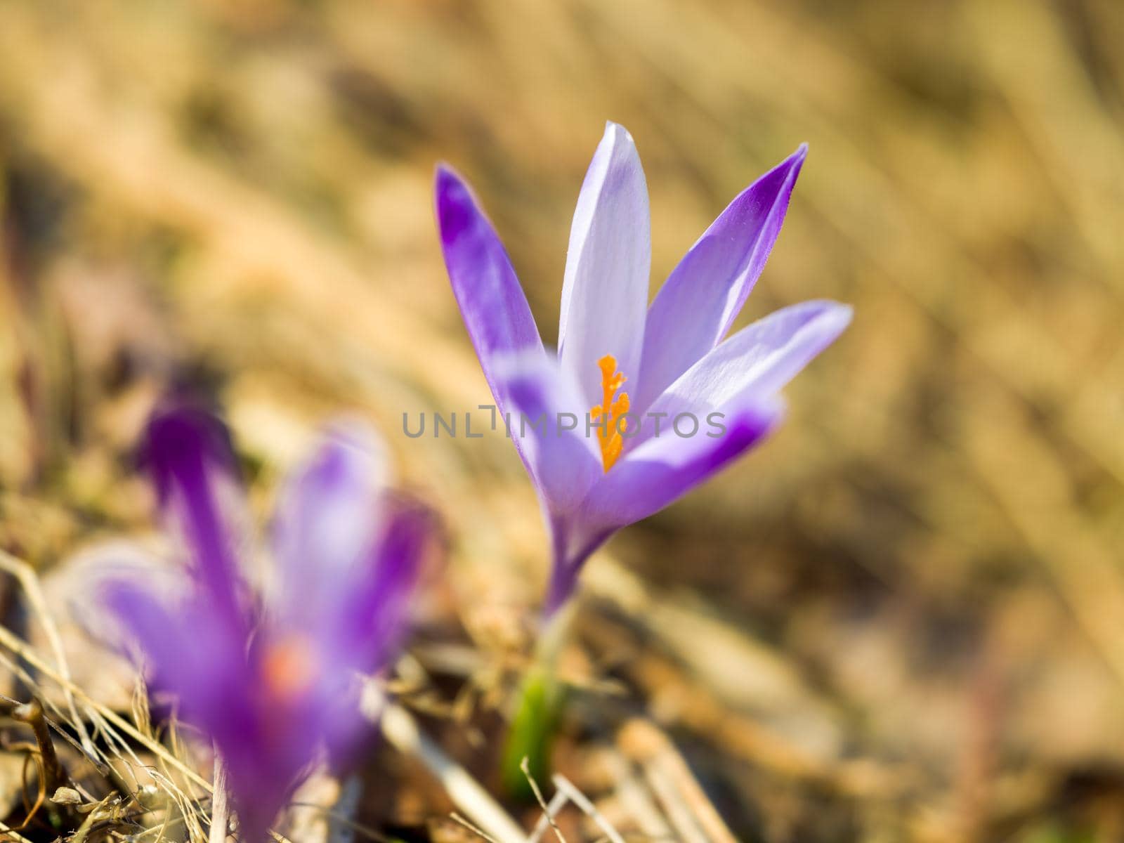 spring purple flower crocus by dotshock