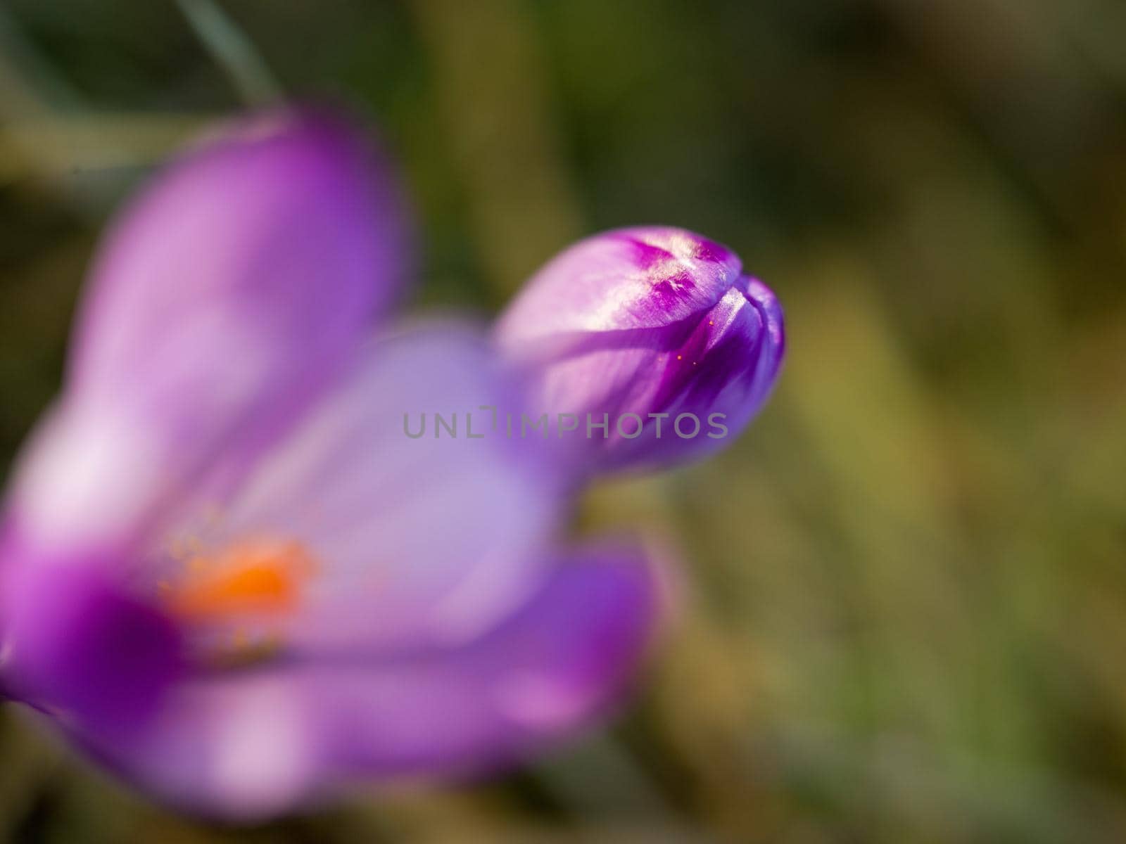 crocus purple flower first sign of spring