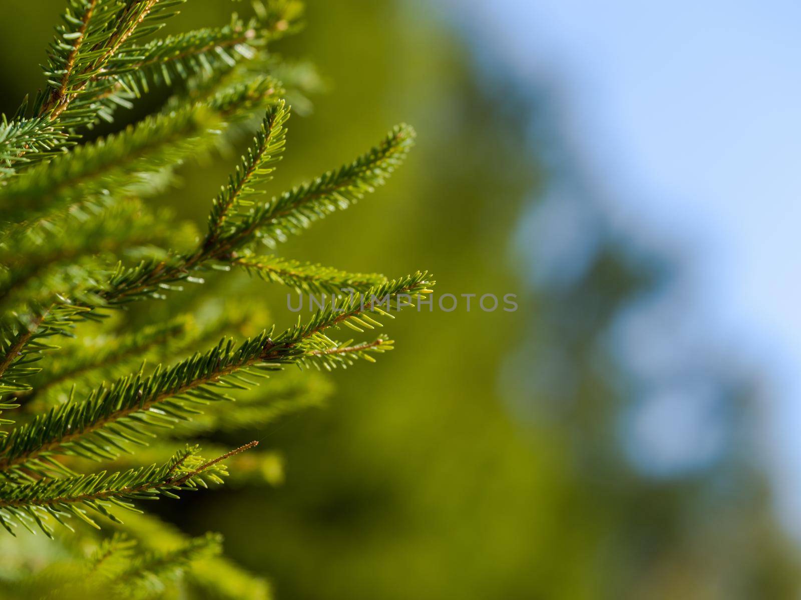 green  forest background prickly branches of a fur tree or pine tree