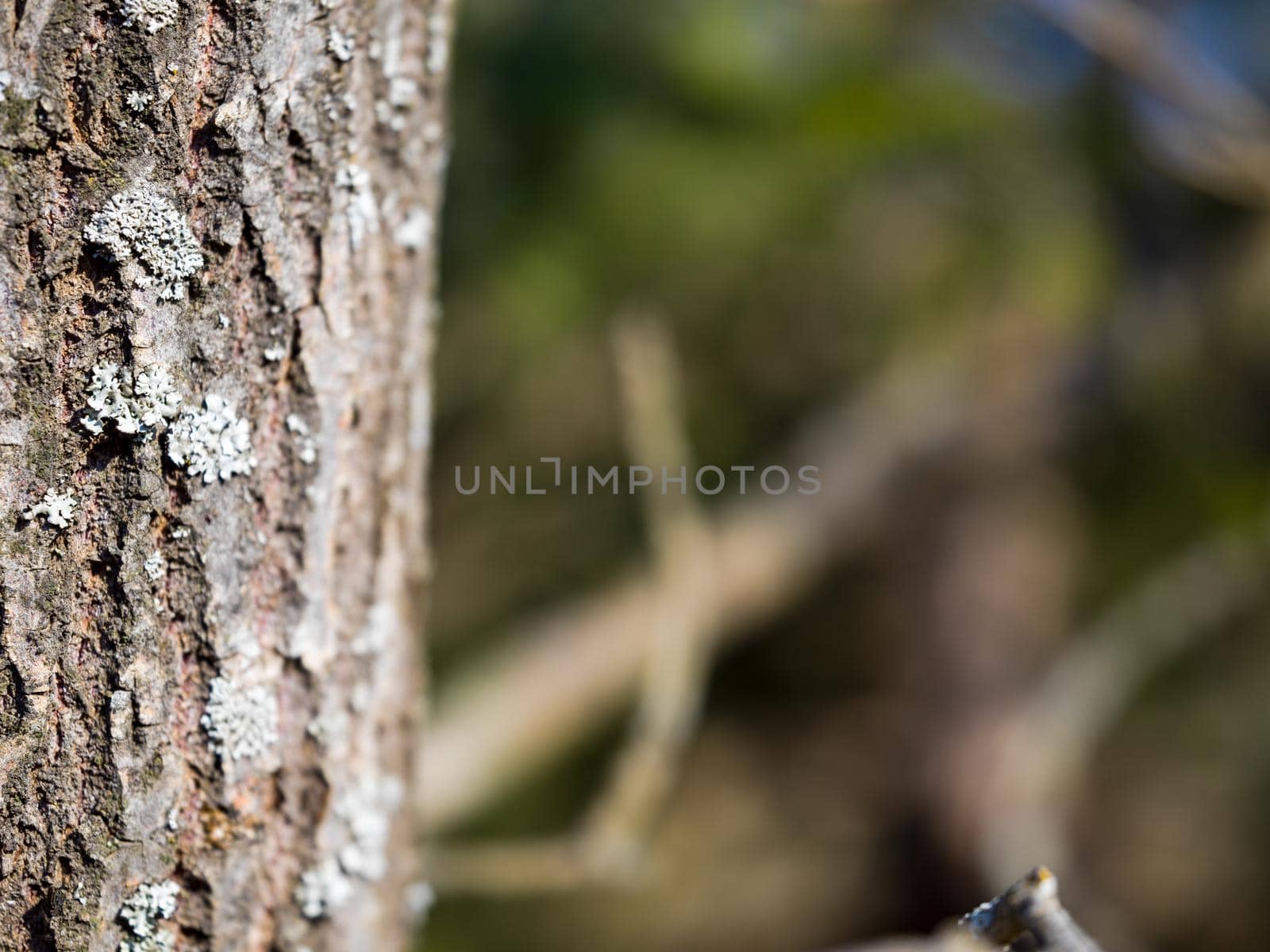 forest tree close up by dotshock