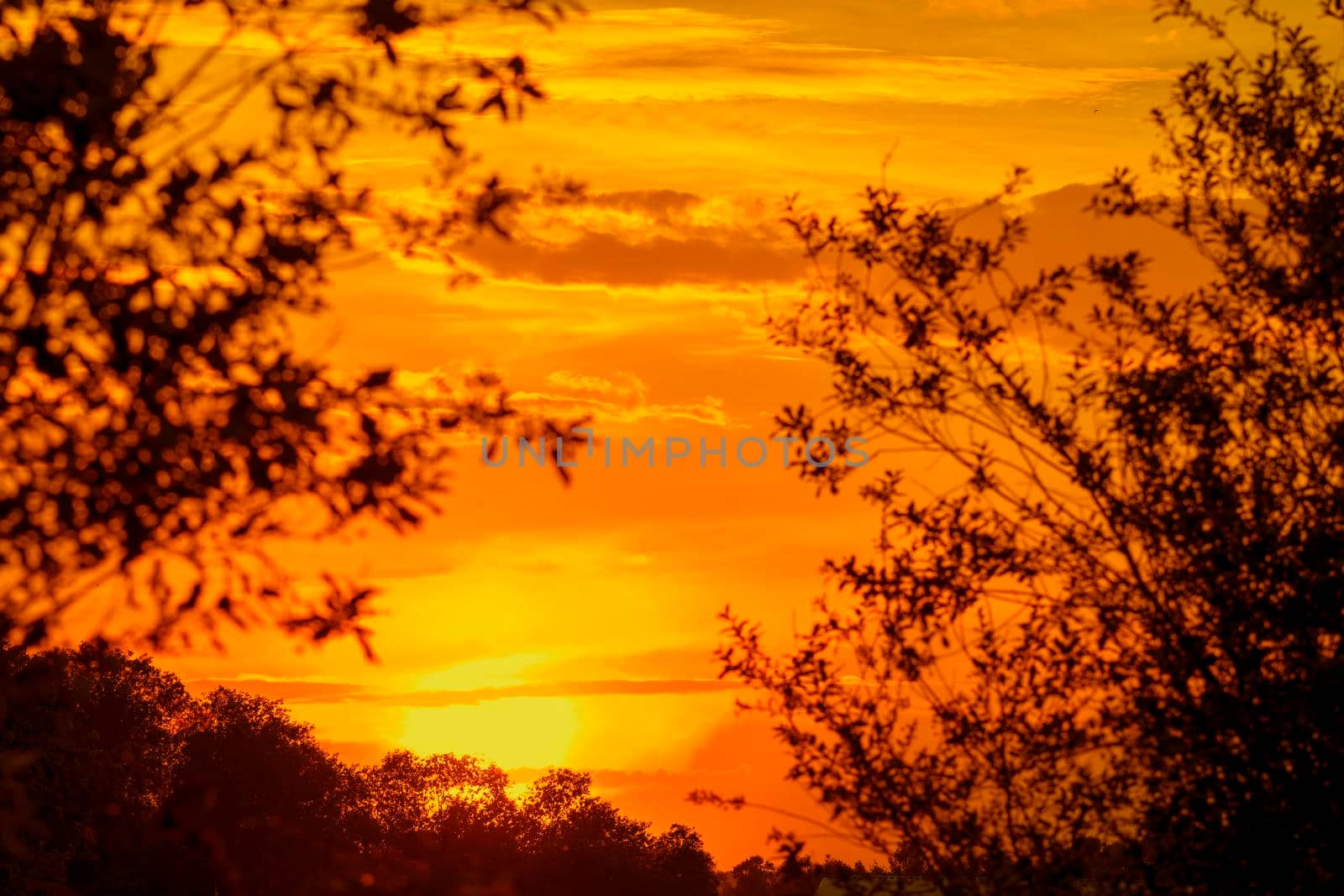 Sunset orange sky and sun between silhouettes of trees. by Essffes