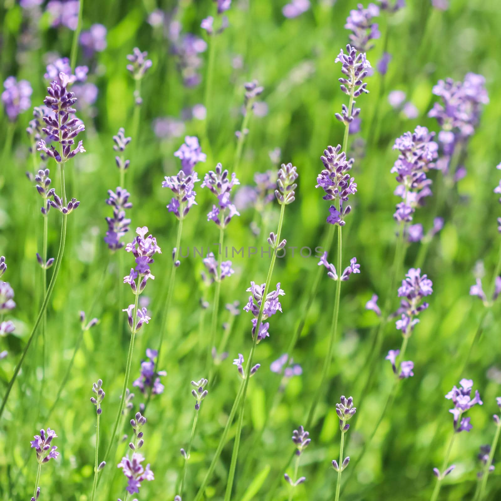 Soft focus on lavender buds in the summer garden. Flower background