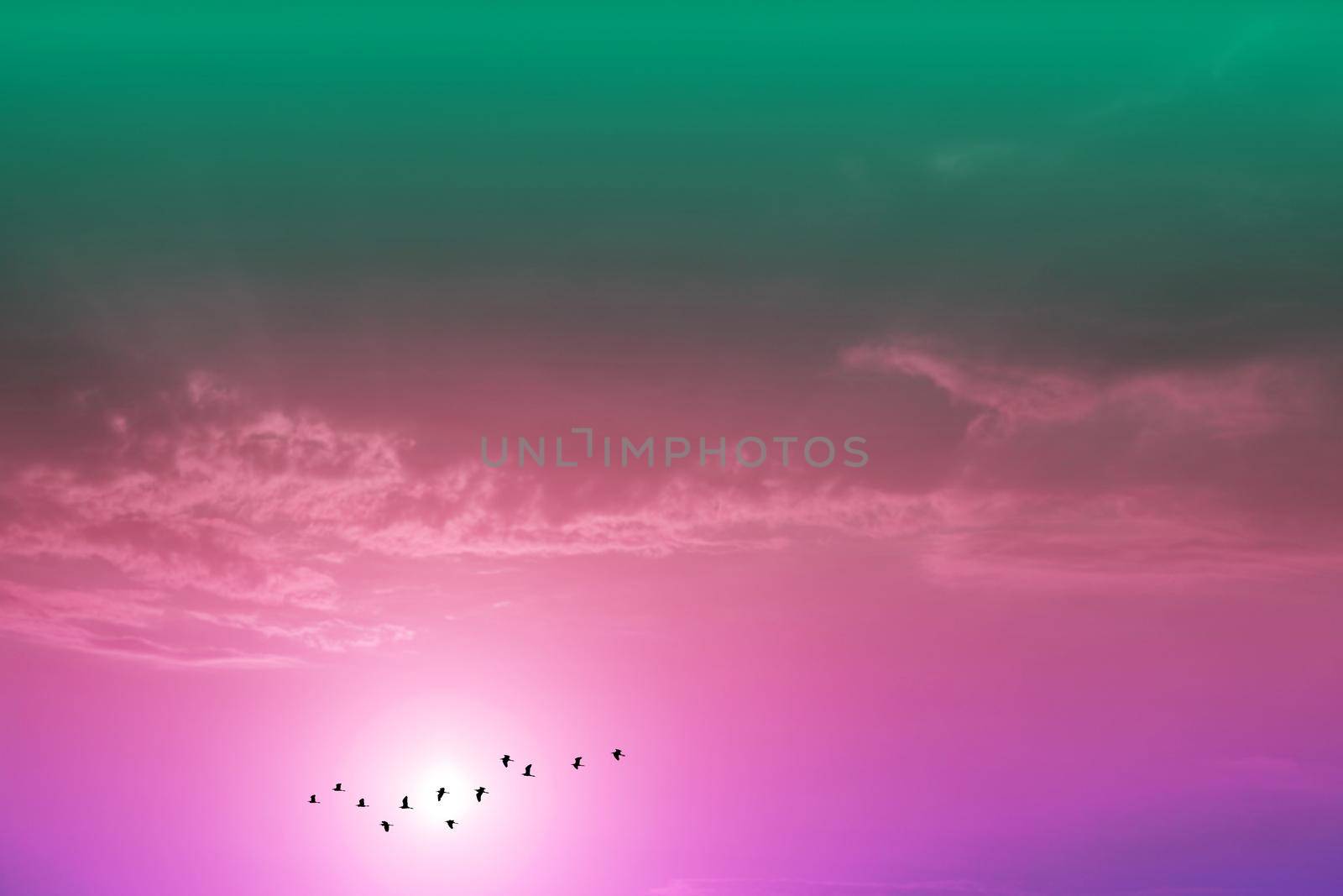 sunset on the evening purple pastel cloud on the sky and silhouette birds flying to home