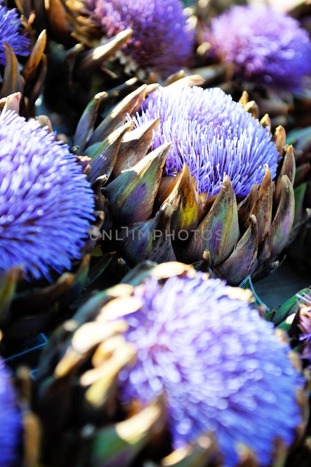 artichoke purple flower by dotshock