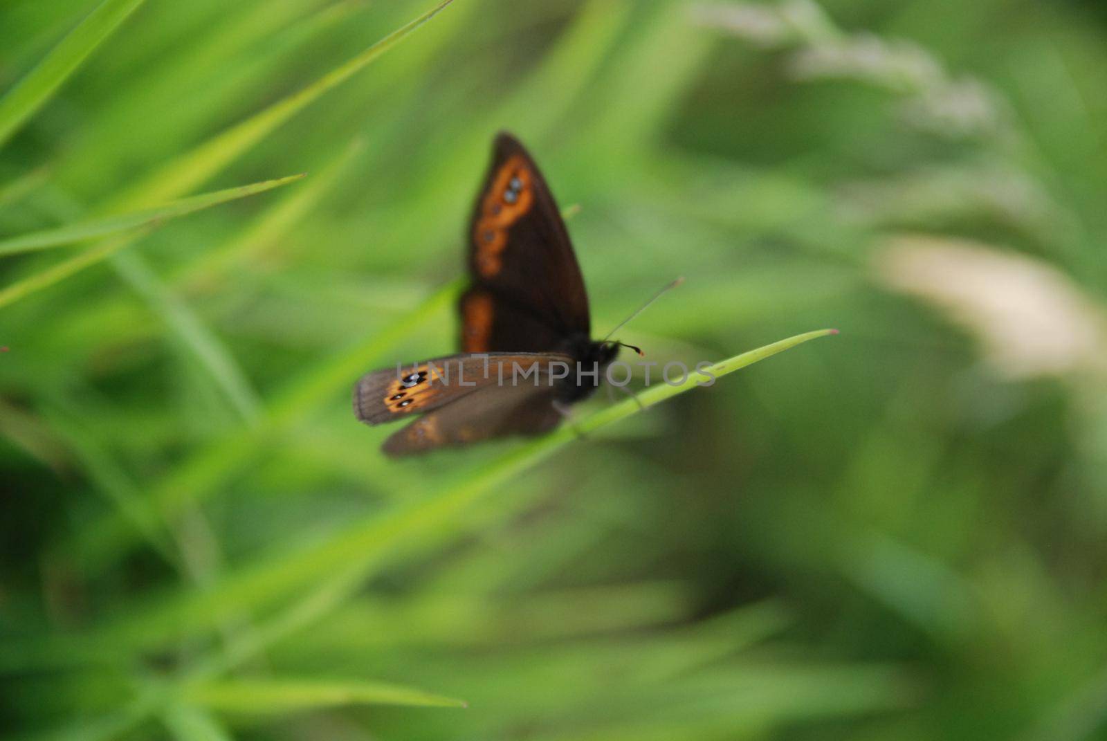 brow butterfly in grass by dotshock