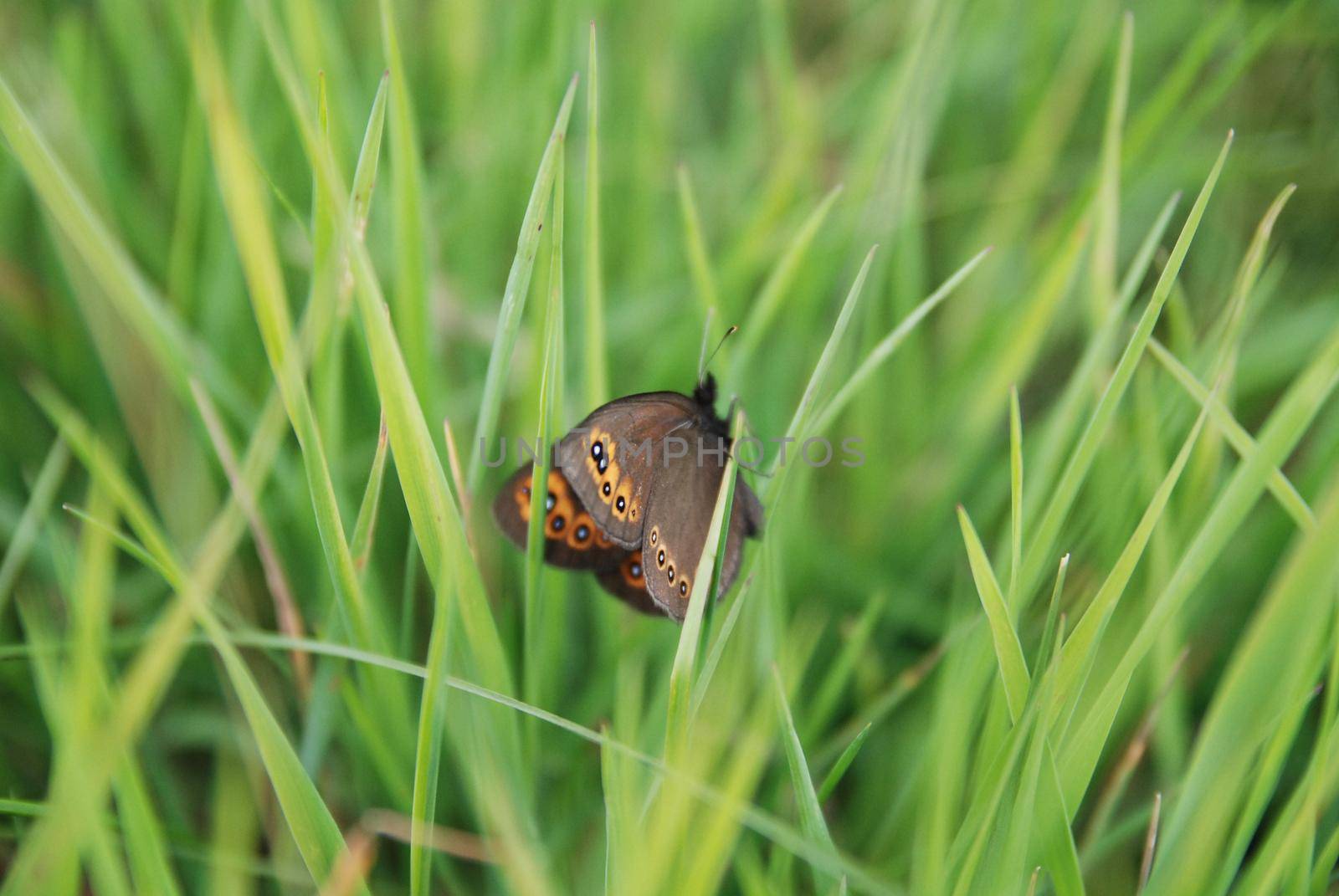 butterfly in gras   (NIKON D80; 2.6.2007; 1/200 at f/2.8; ISO 500; white balance: Auto; focal length: 50 mm)
