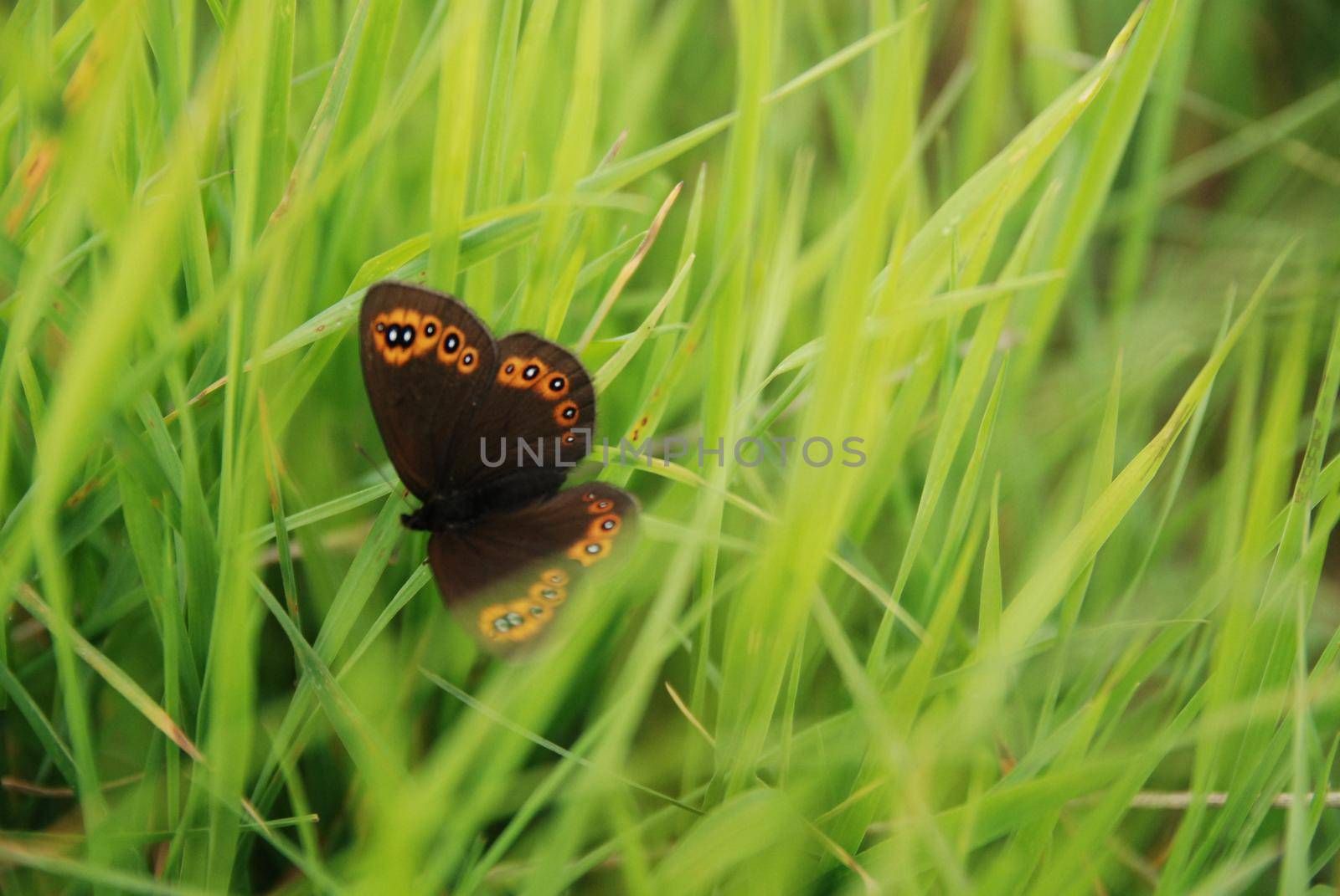 brow butterfly in grass by dotshock
