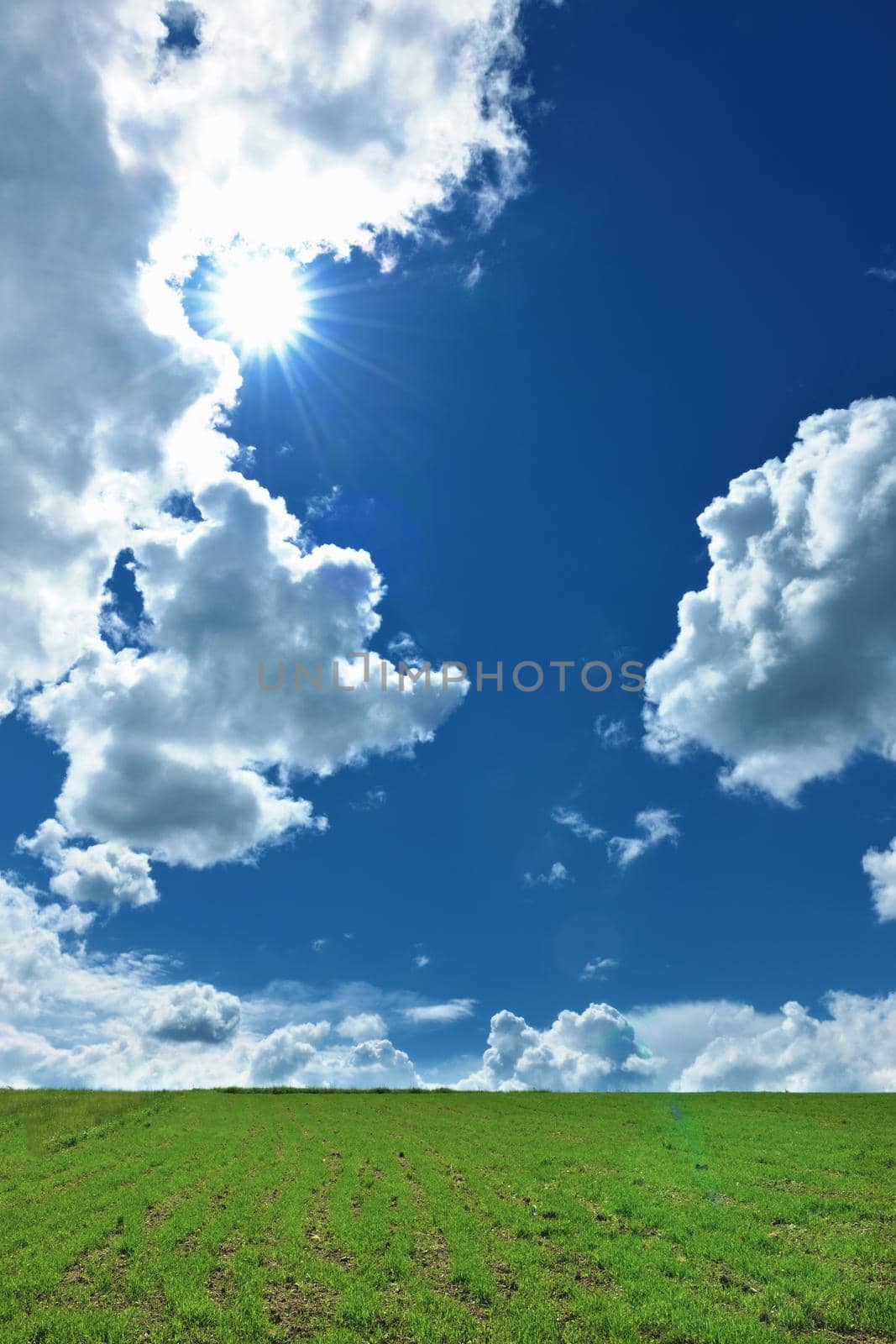 nature background with field of green  grass and perfect blue sky with clouds