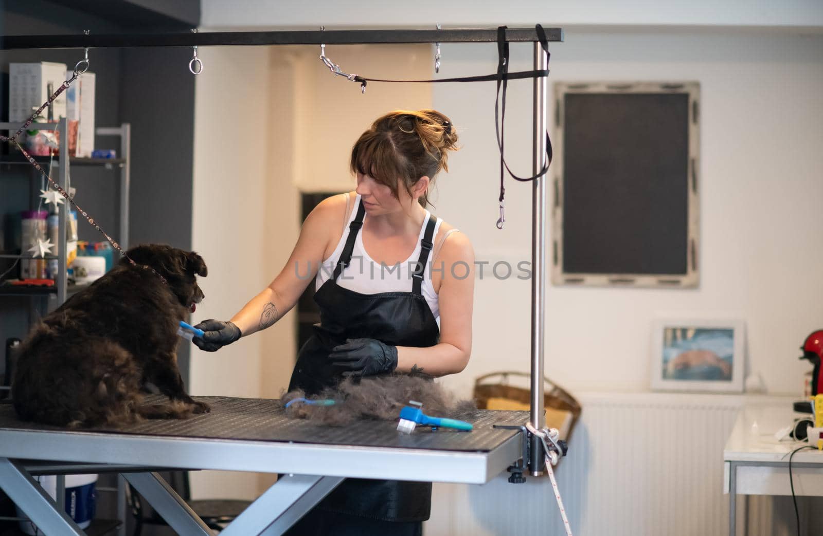 professional pet hairdresser hipster woman with tattoos cutting fur of cute black dog in beauty salon for animals