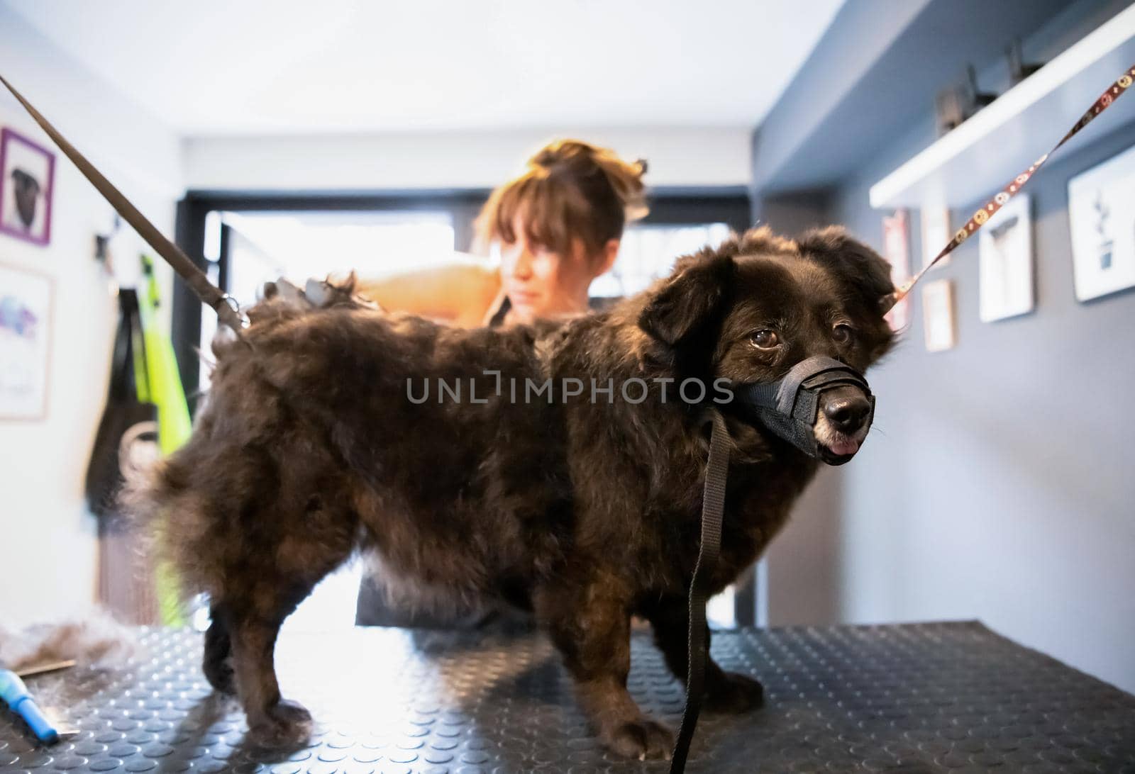 pet hairdresser woman cutting fur of cute black dog by dotshock