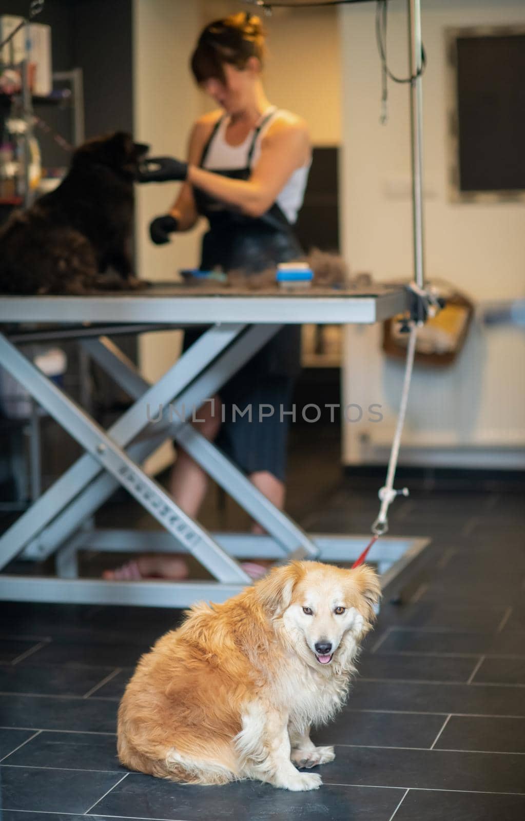 pet hairdresser woman cutting fur of cute black dog by dotshock