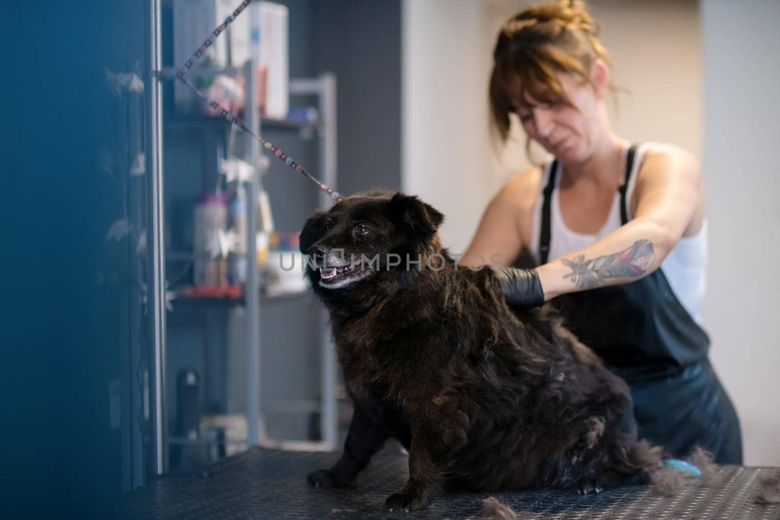 professional pet hairdresser hipster woman with tattoos cutting fur of cute black dog in beauty salon for animals