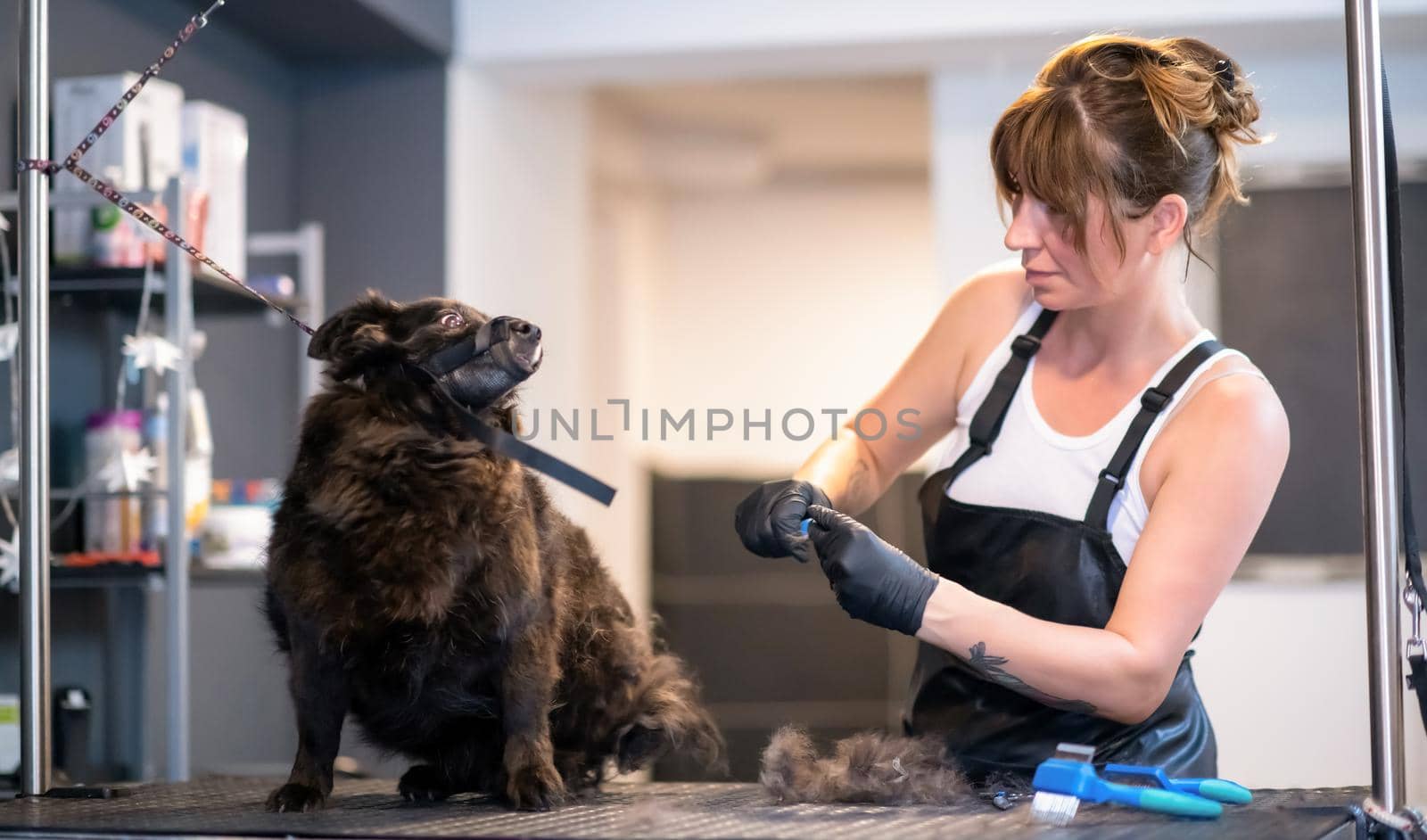 pet hairdresser woman cutting fur of cute black dog by dotshock