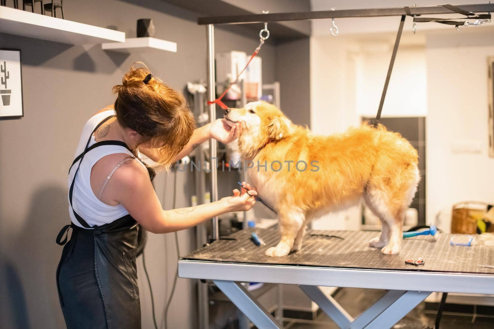 pet hairdresser woman cutting fur of cute yellow dog by dotshock