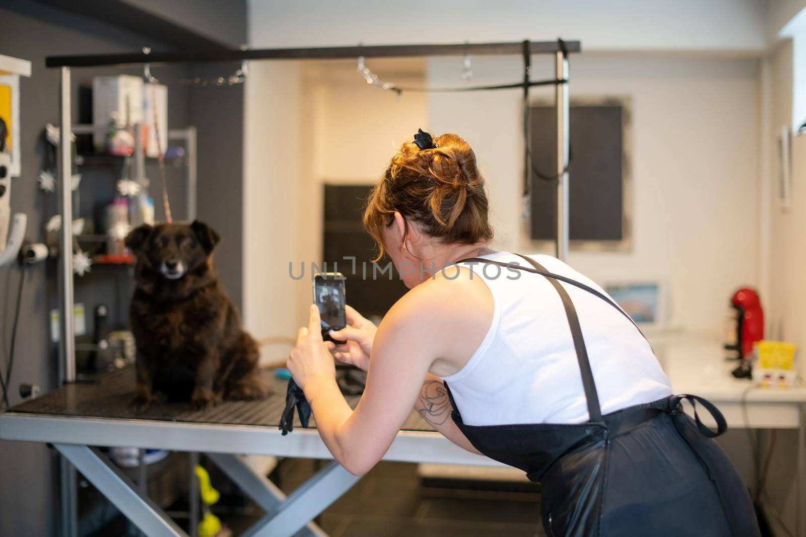 pet hairdresser woman taking pictures of cute black dog by dotshock