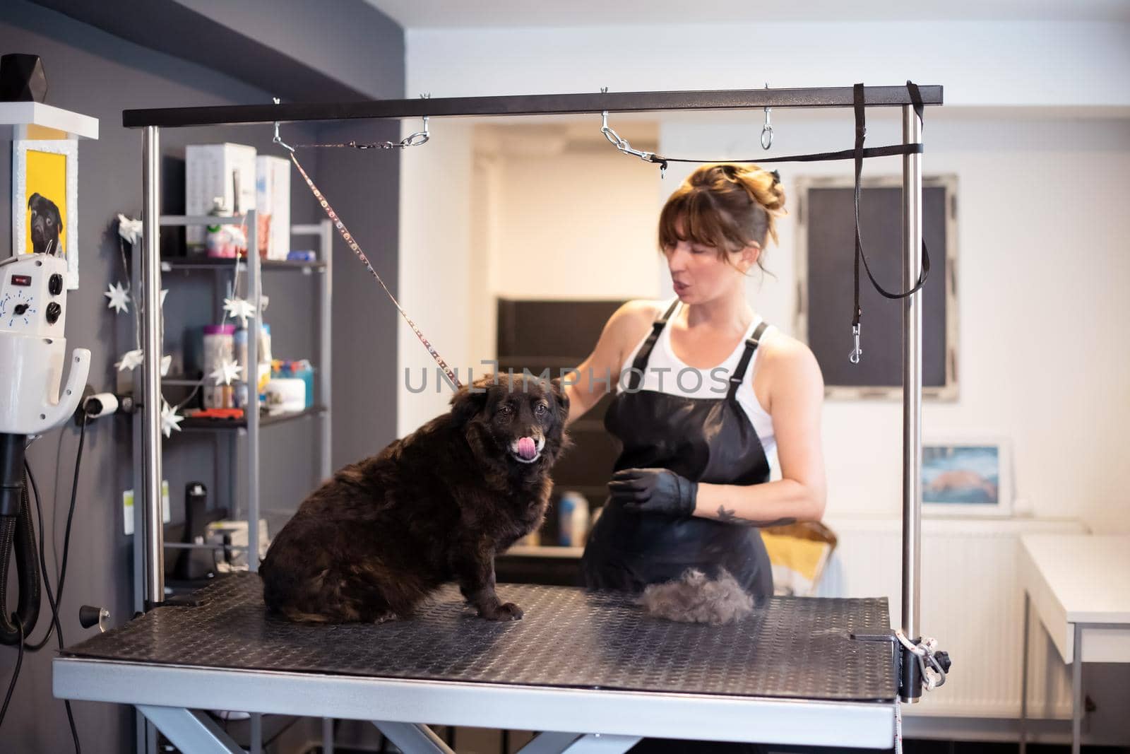 pet hairdresser woman cutting fur of cute black dog by dotshock