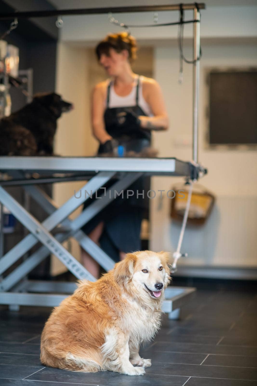 professional pet hairdresser hipster woman with tattoos cutting fur of cute black dog in beauty salon for animals