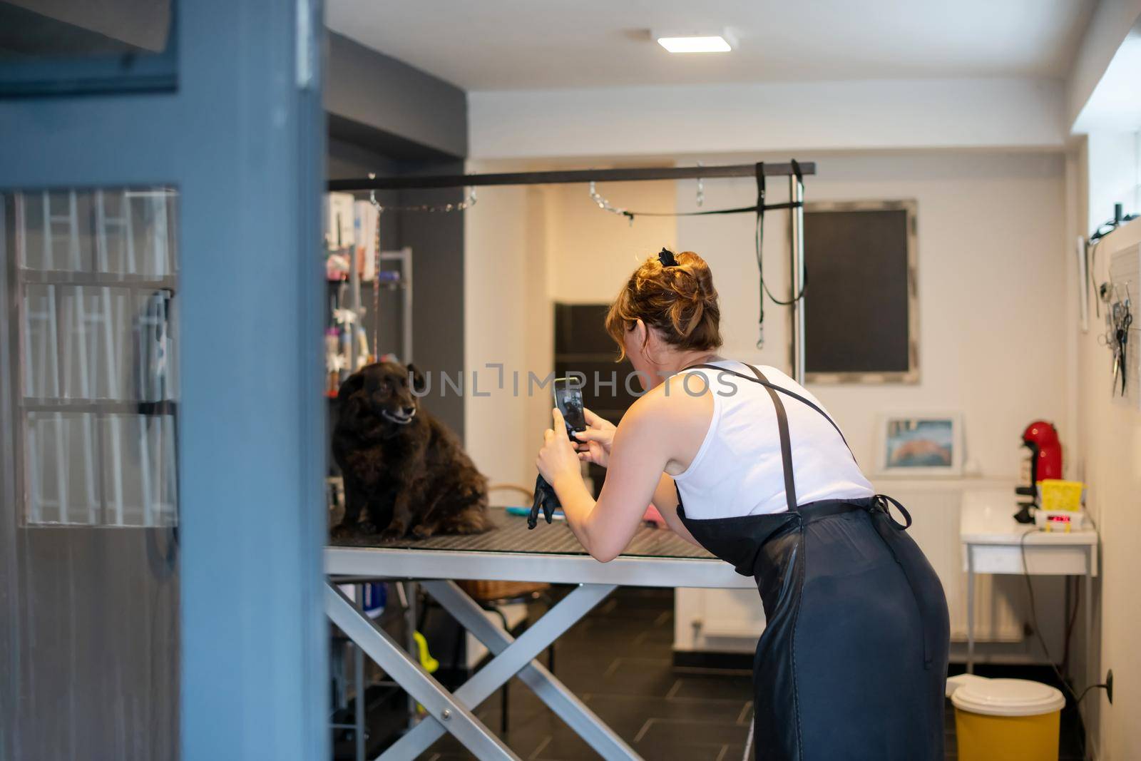 professional pet hairdresser hipster woman with tattoos using a mobile phone while taking pictures of cute black dog in beauty salon for animals