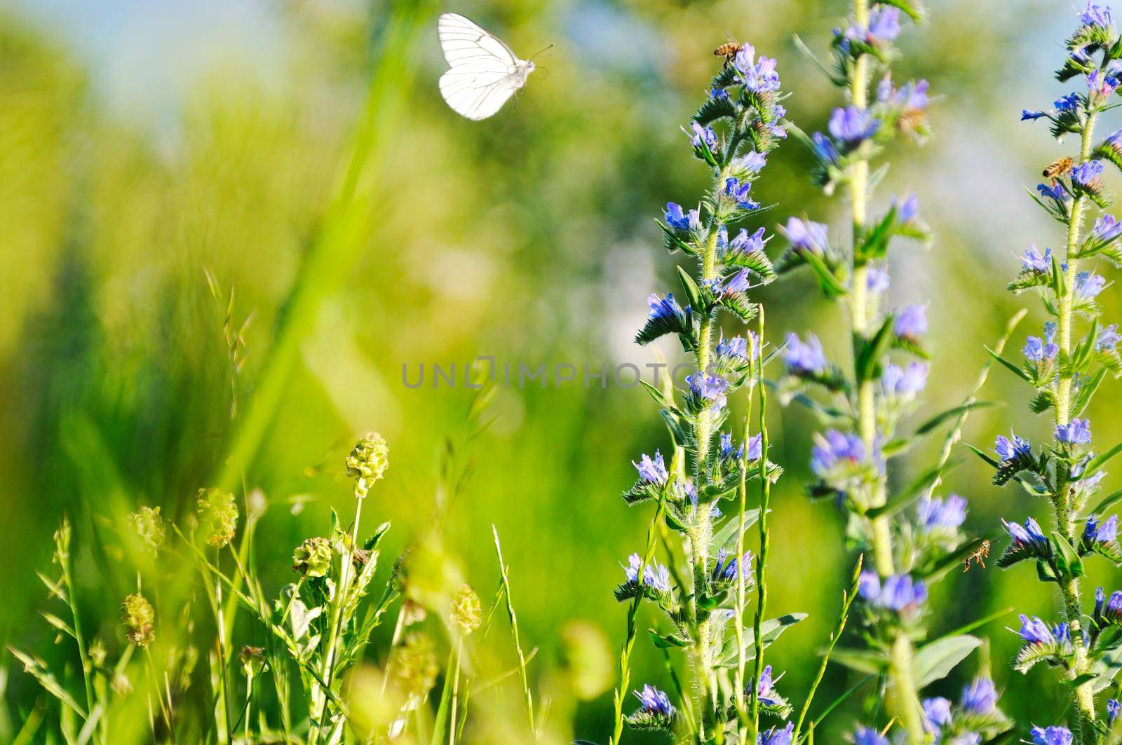 white buterfly at sunny day fly over plants and flower in meadow