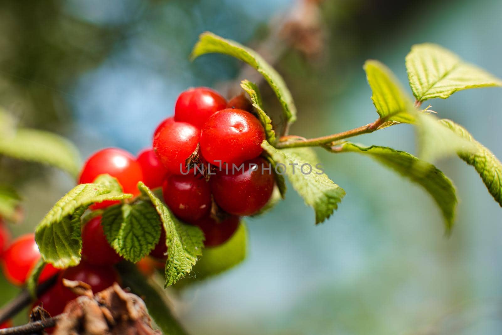 Close up of ripe cherries hanging from a cherry tree branch in the garden under the rays of the sun