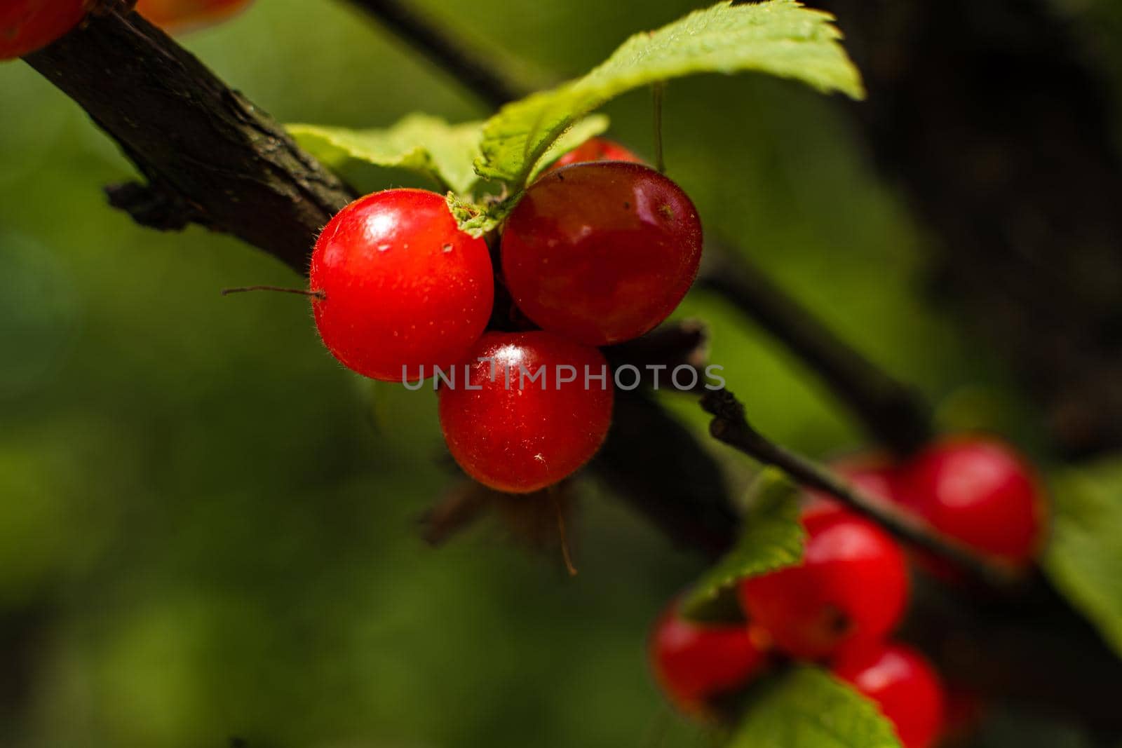 A few red berries hang on a branch in summer in sunny weather by StudioLucky