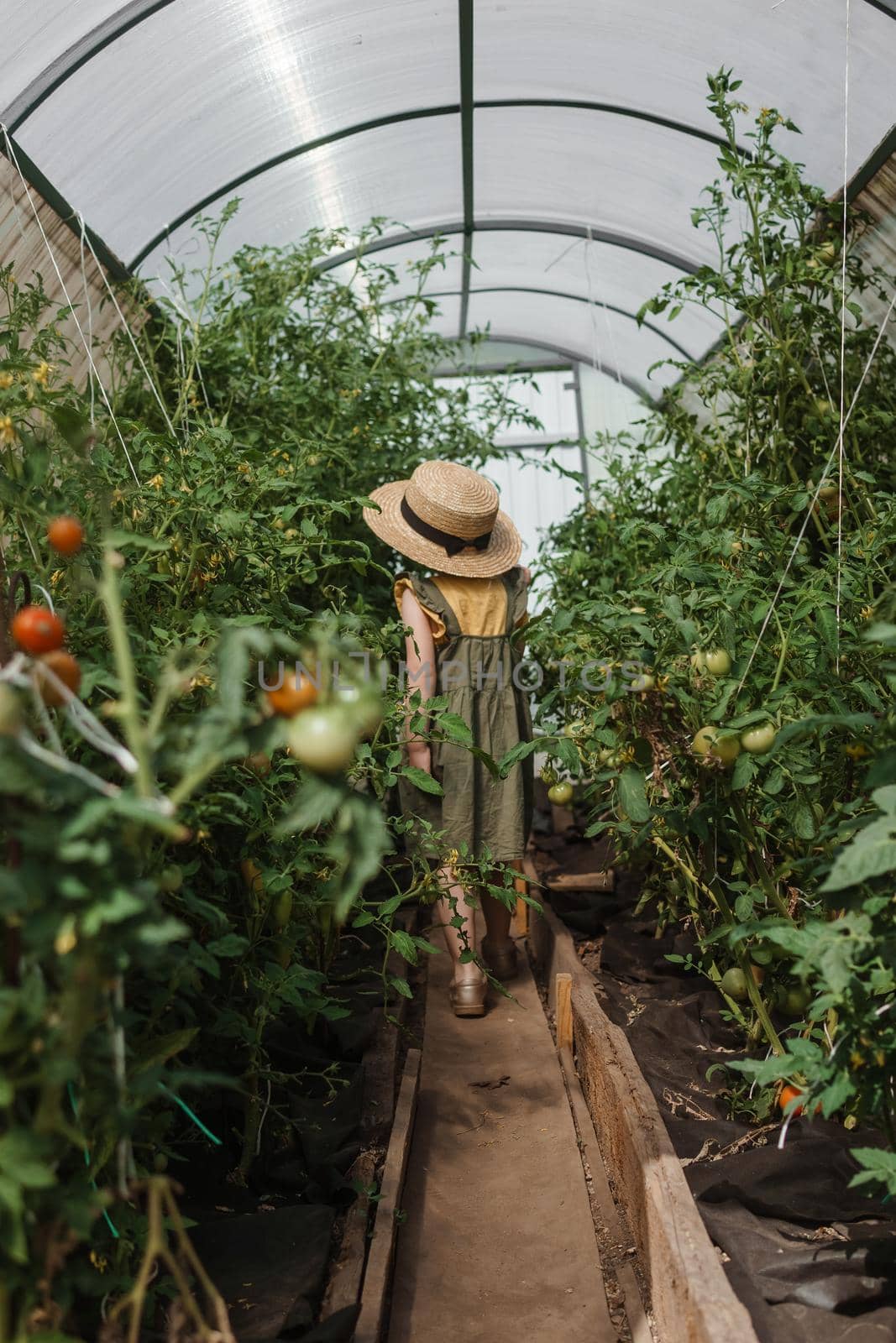 A little girl in a straw hat is picking tomatoes in a greenhouse. Harvest concept.