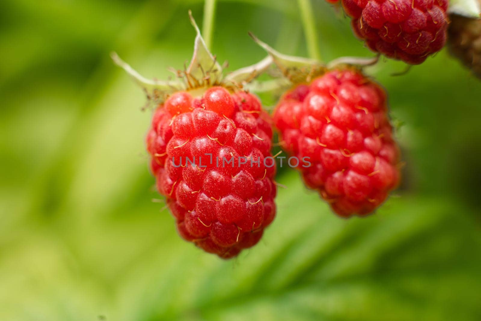 Picture of raspberry berries ripened on a branch in the forest. a few pink berries hang on a branch with blur background