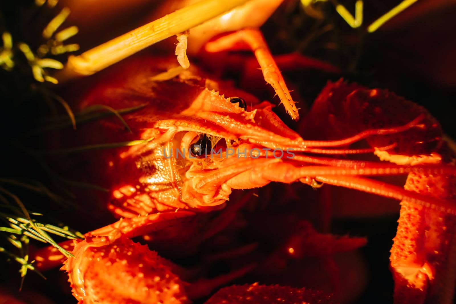Macro stock photo of a boiled crayfish or clawfish in artificial light. Prepared lobster in close-up.