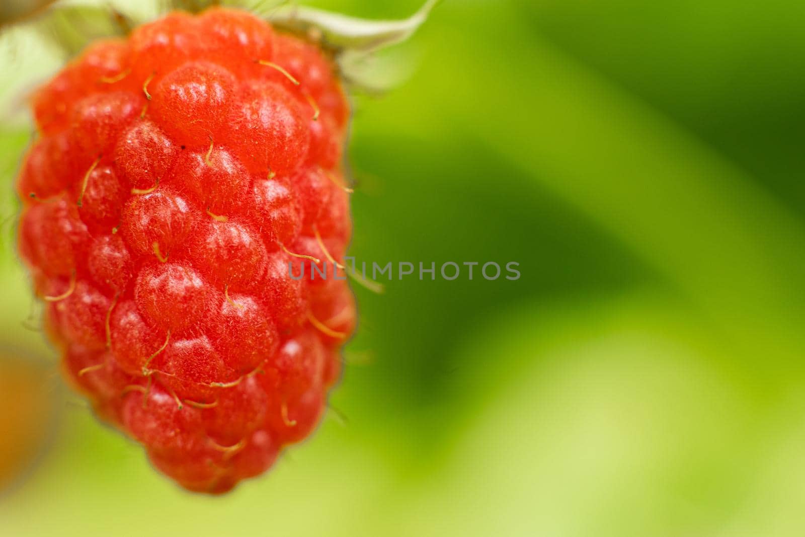 Ripe raspberry berries ripened on a branch in the forest. a few pink berries hang on a branch by StudioLucky