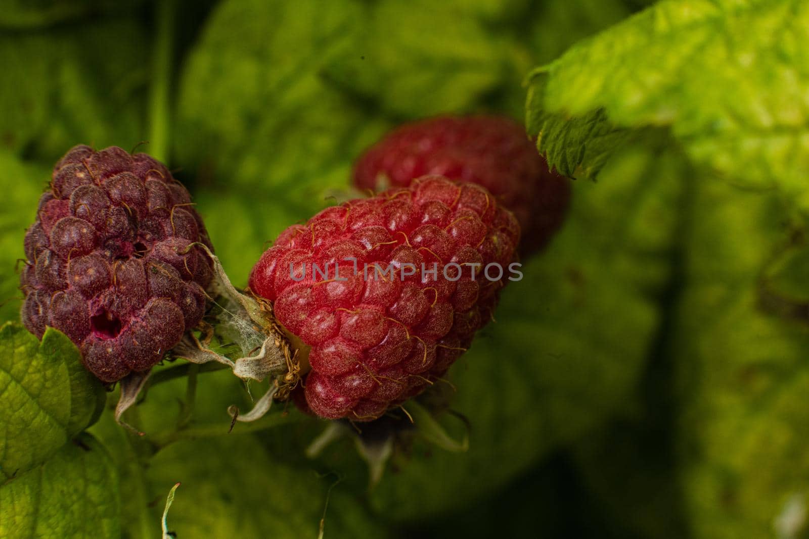 Picture of raspberry berries ripened on a branch in the forest. a few pink berries hang on a branch with blur background