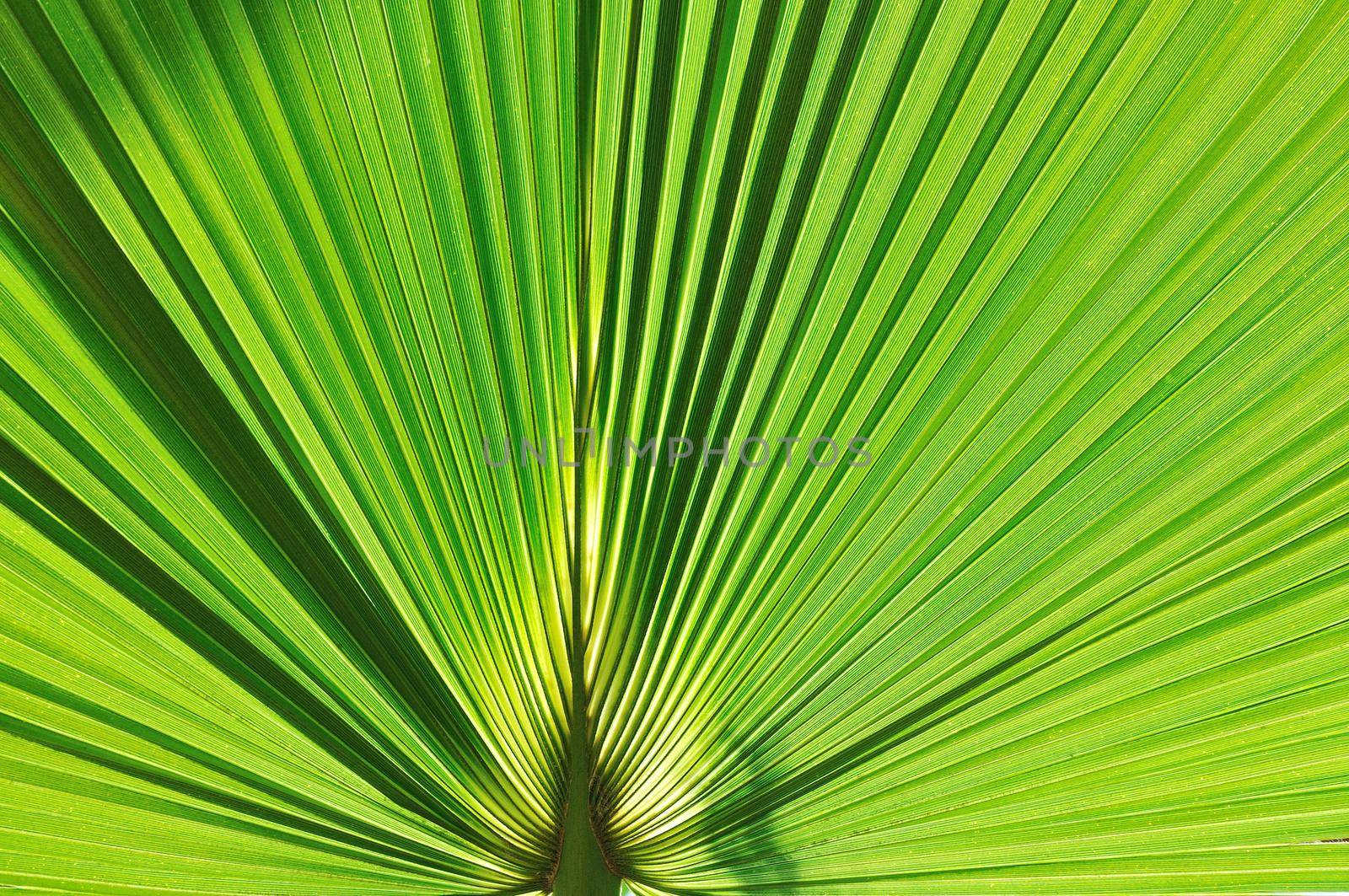 palm background by dotshock