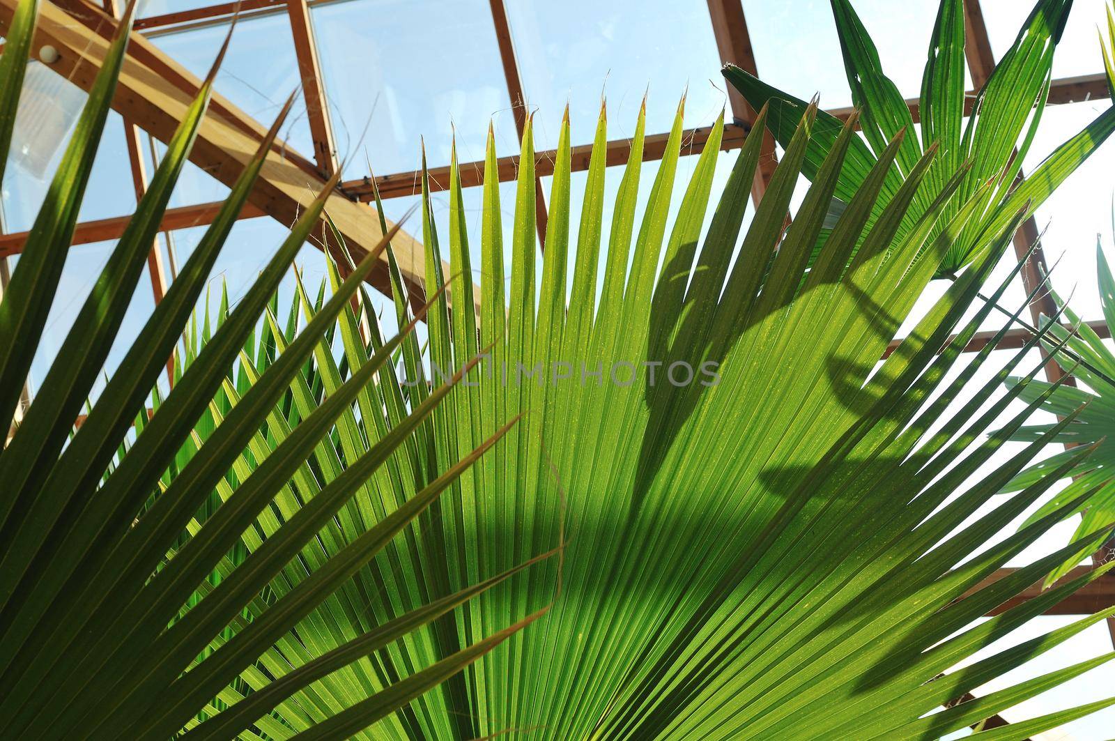 modern home roof wood roof construction with many windows blue sky and green palm leafs