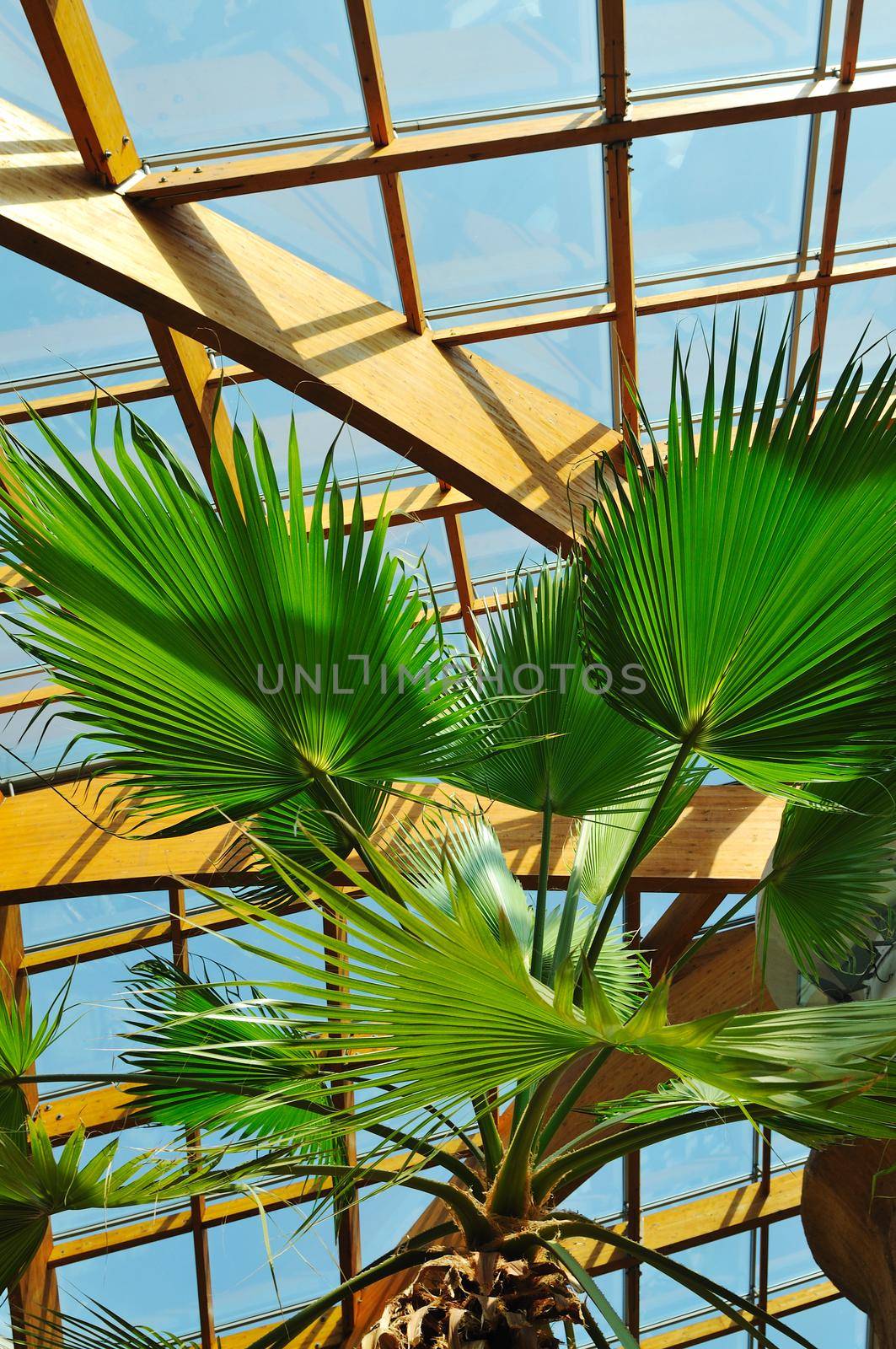 modern home roof wood roof construction with many windows blue sky and green palm leafs