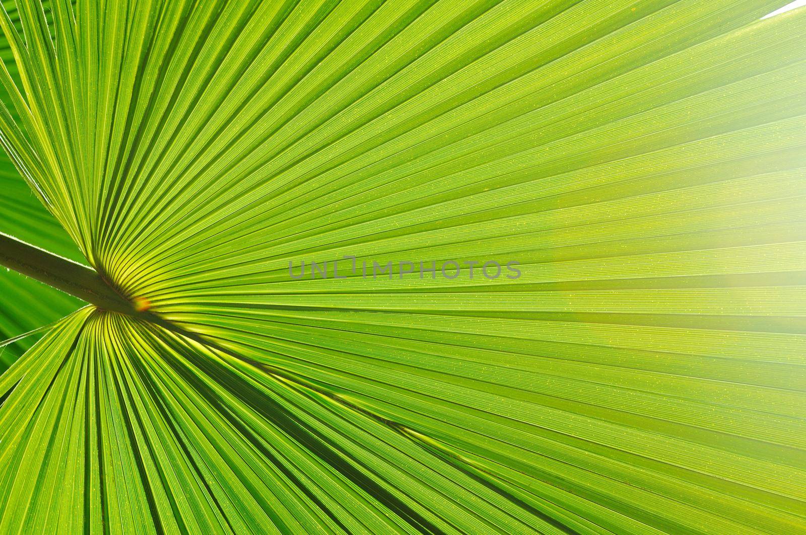 green fresh leaf of  palm background closeup 