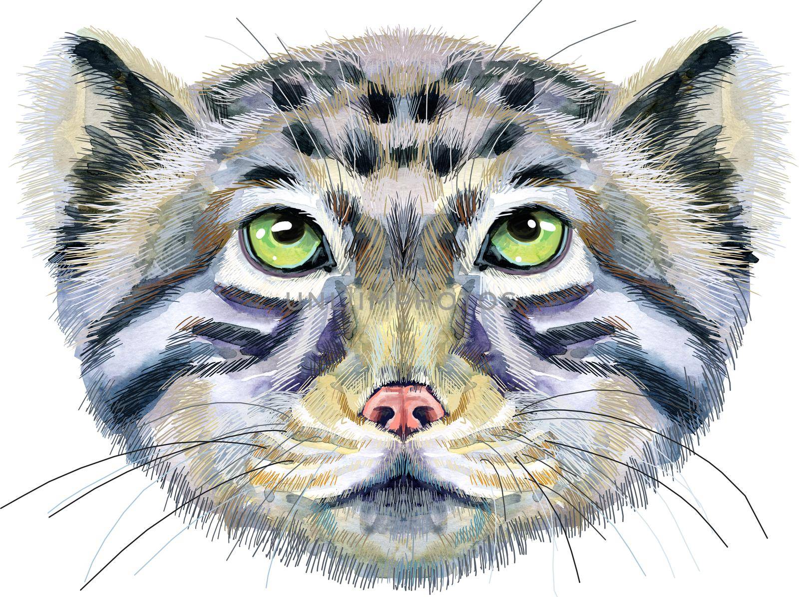 Watercolor portrait of a Manul Cat on white background by NataOmsk