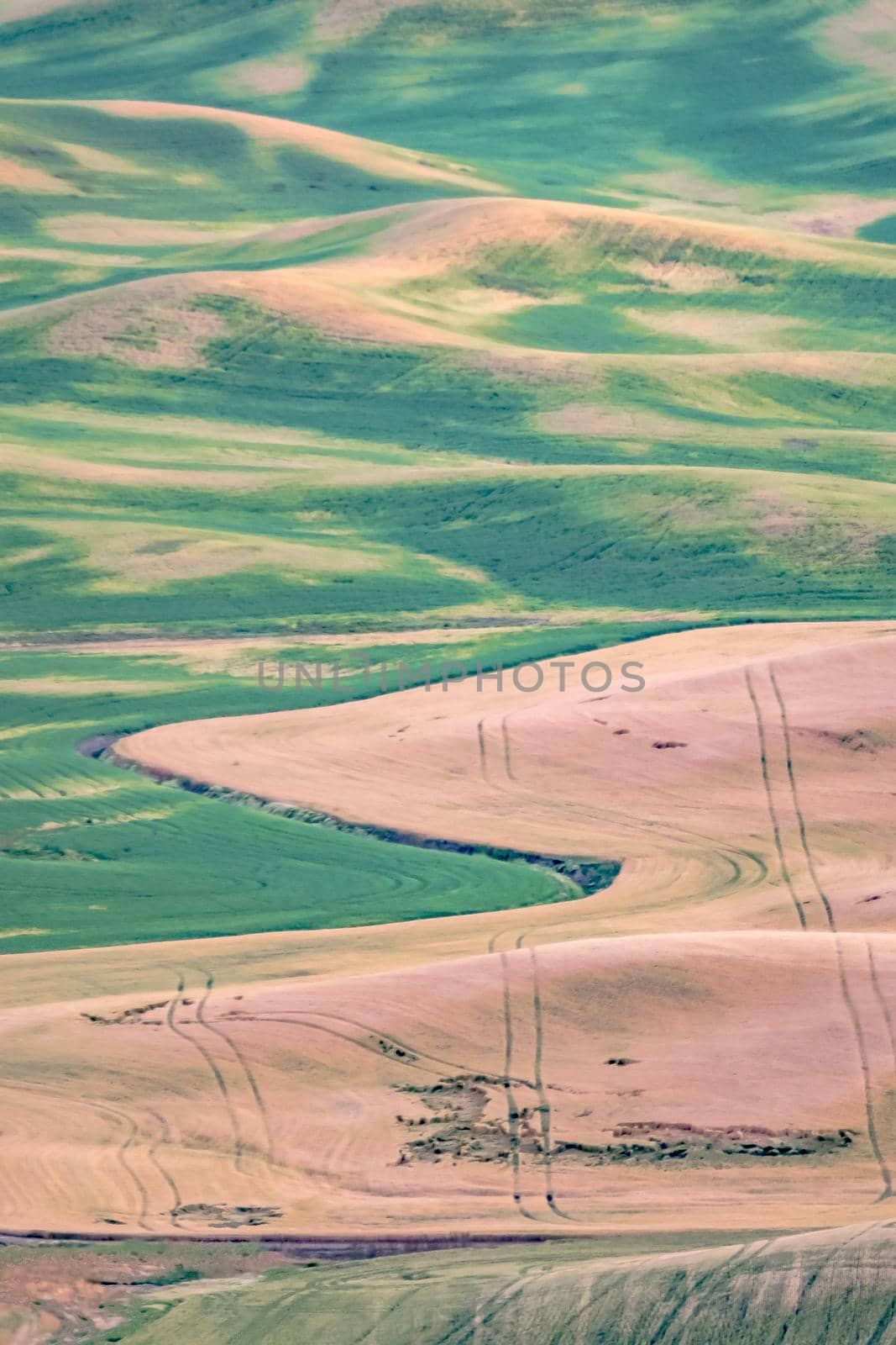 Green rolling hills of farmland wheat fields seen from the Palouse washington by digidreamgrafix