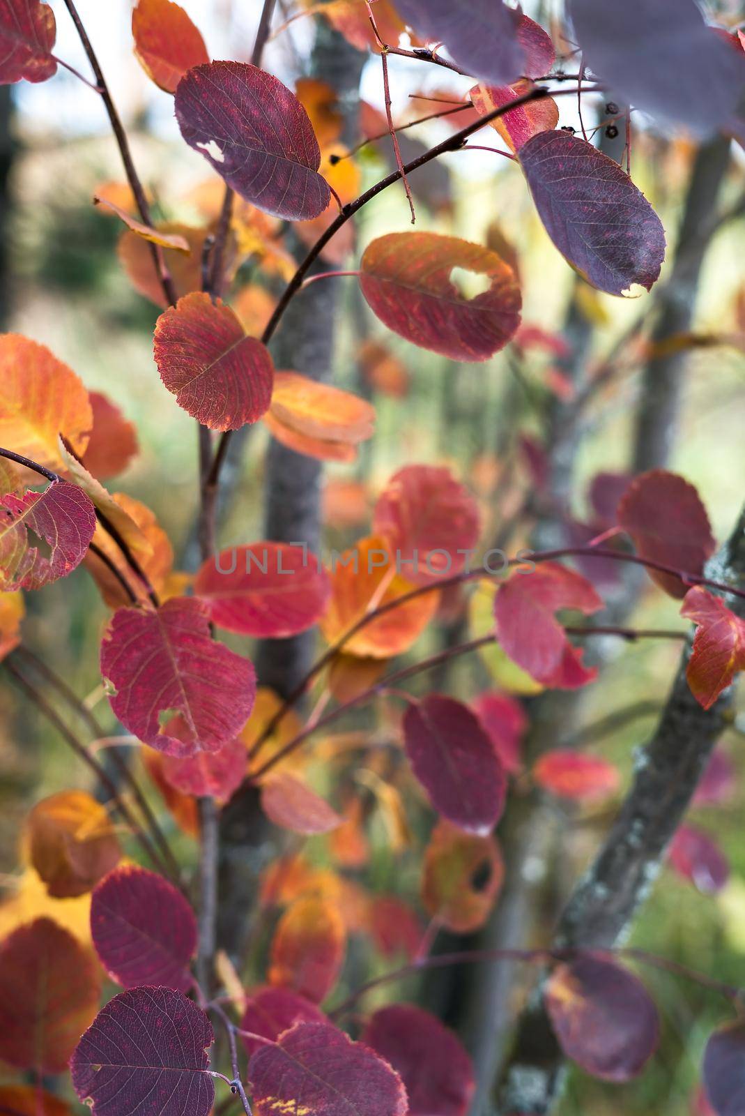 Autumnal colorful tree branch detail with many dry leaves in different natural changing warm autumn colors a fresh fall season day outdoors in the forest at the countryside.