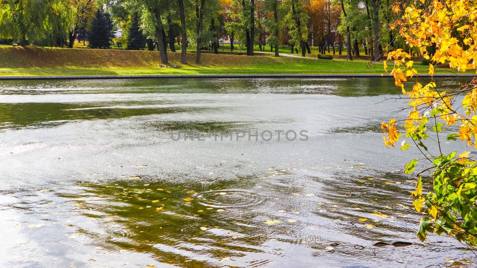 Beautiful autumn park with a lake and fallen yellow leaves in the water