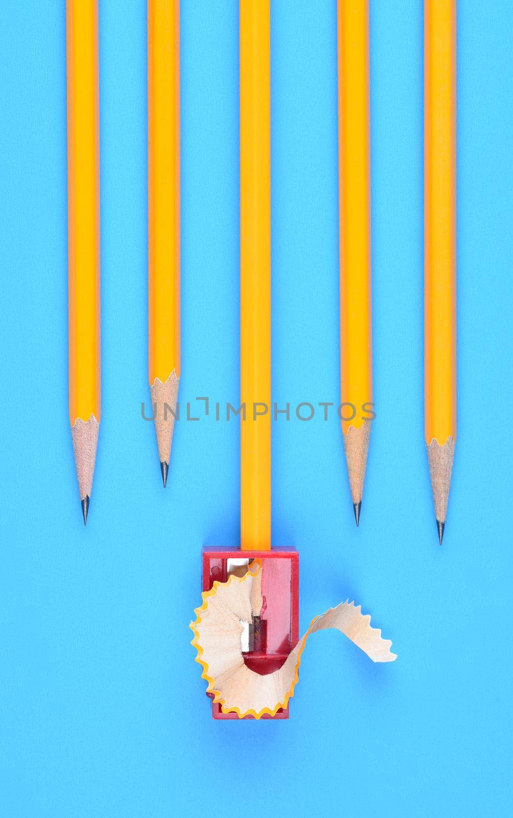 Back to School Concept: Yellow Pencils with a sharpener and shavings, on a blue background.