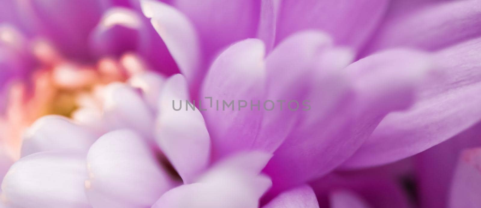 Purple daisy flower petals in bloom, abstract floral blossom art background, flowers in spring nature for perfume scent, wedding, luxury beauty brand holiday design by Anneleven