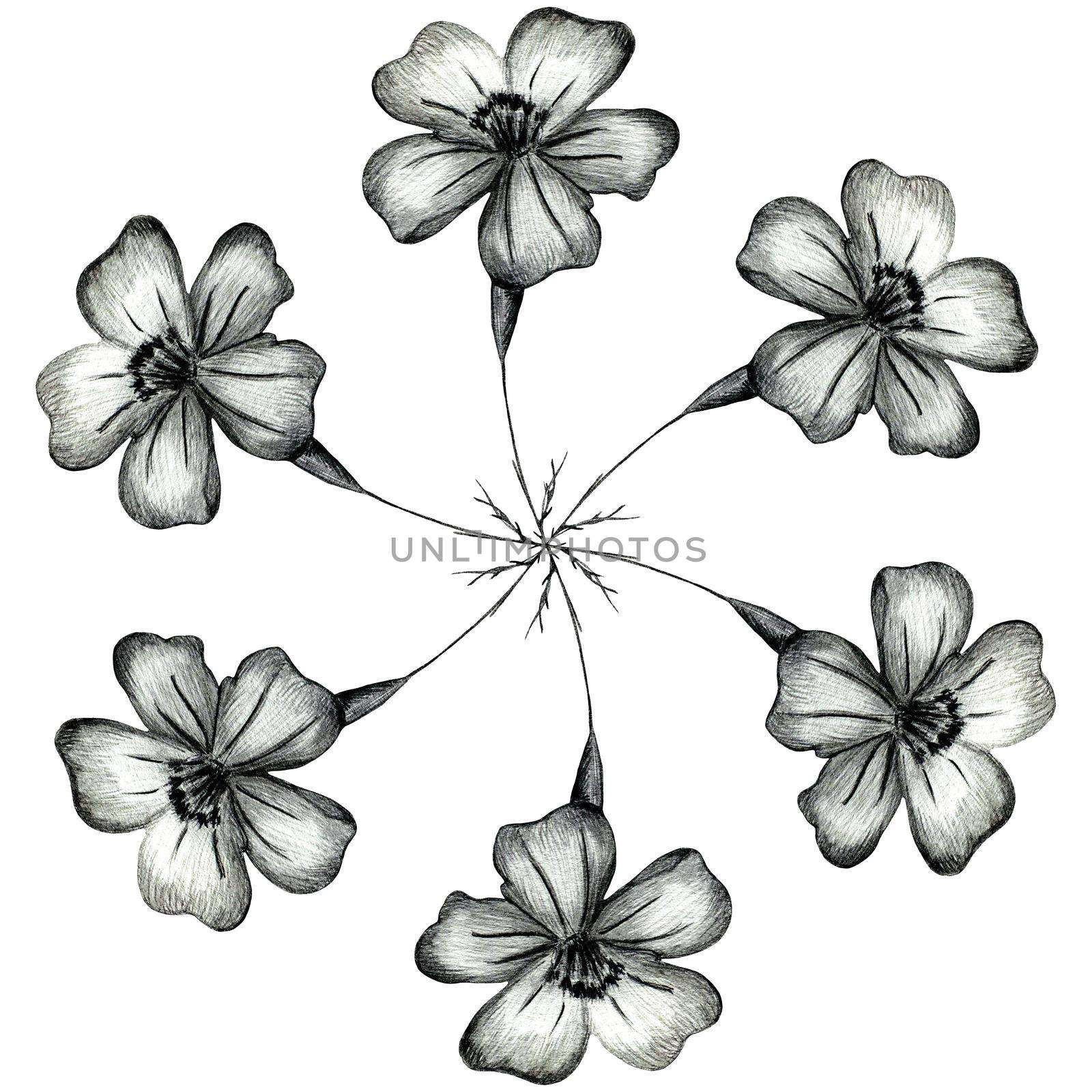 Black and White Hand Drawn Marigold Flower Round Composition Isolated on White Background. Marigold Flower Composition Drawn by Black Pencil.