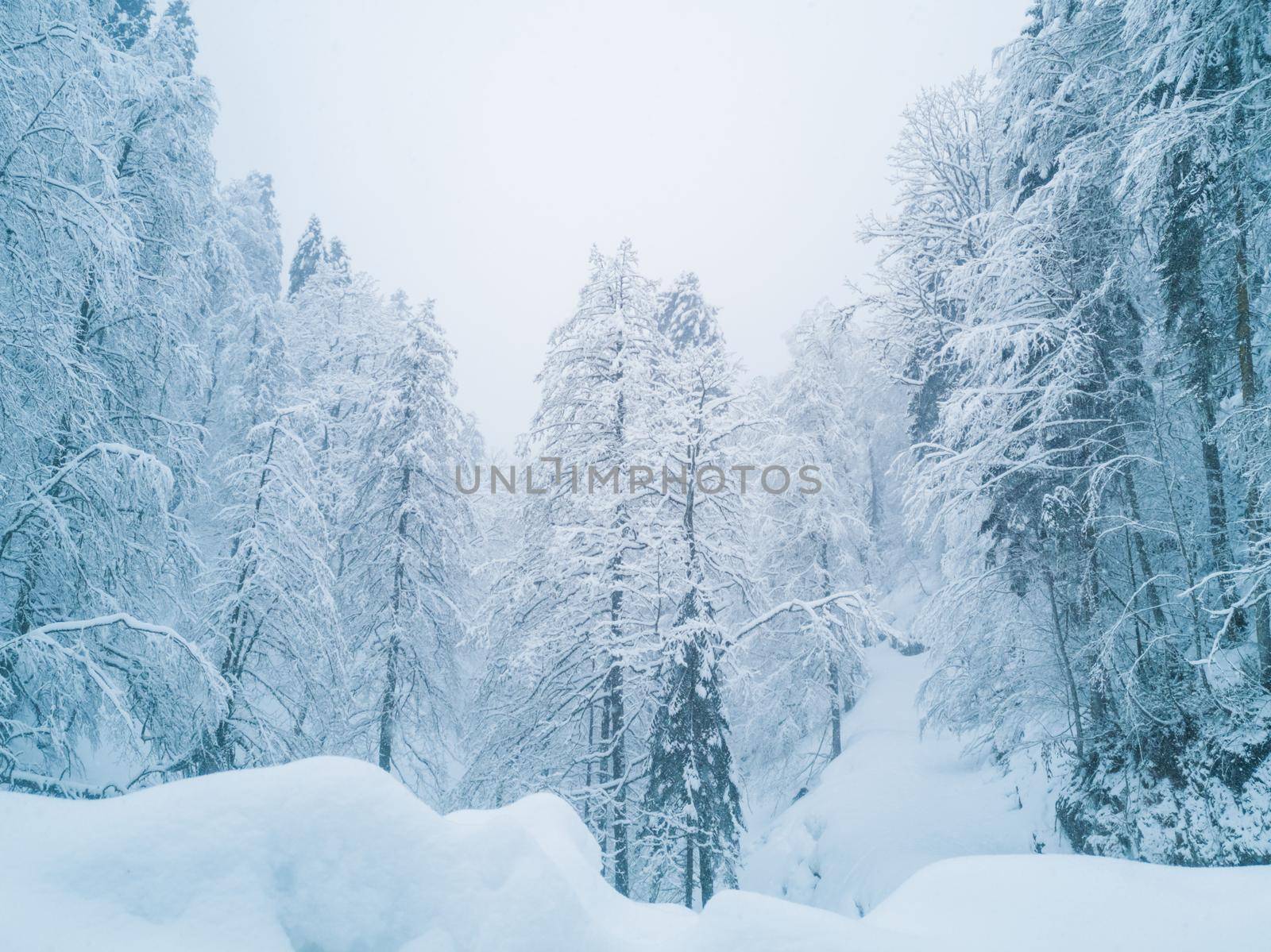 Winter forest in snow by Yellowj