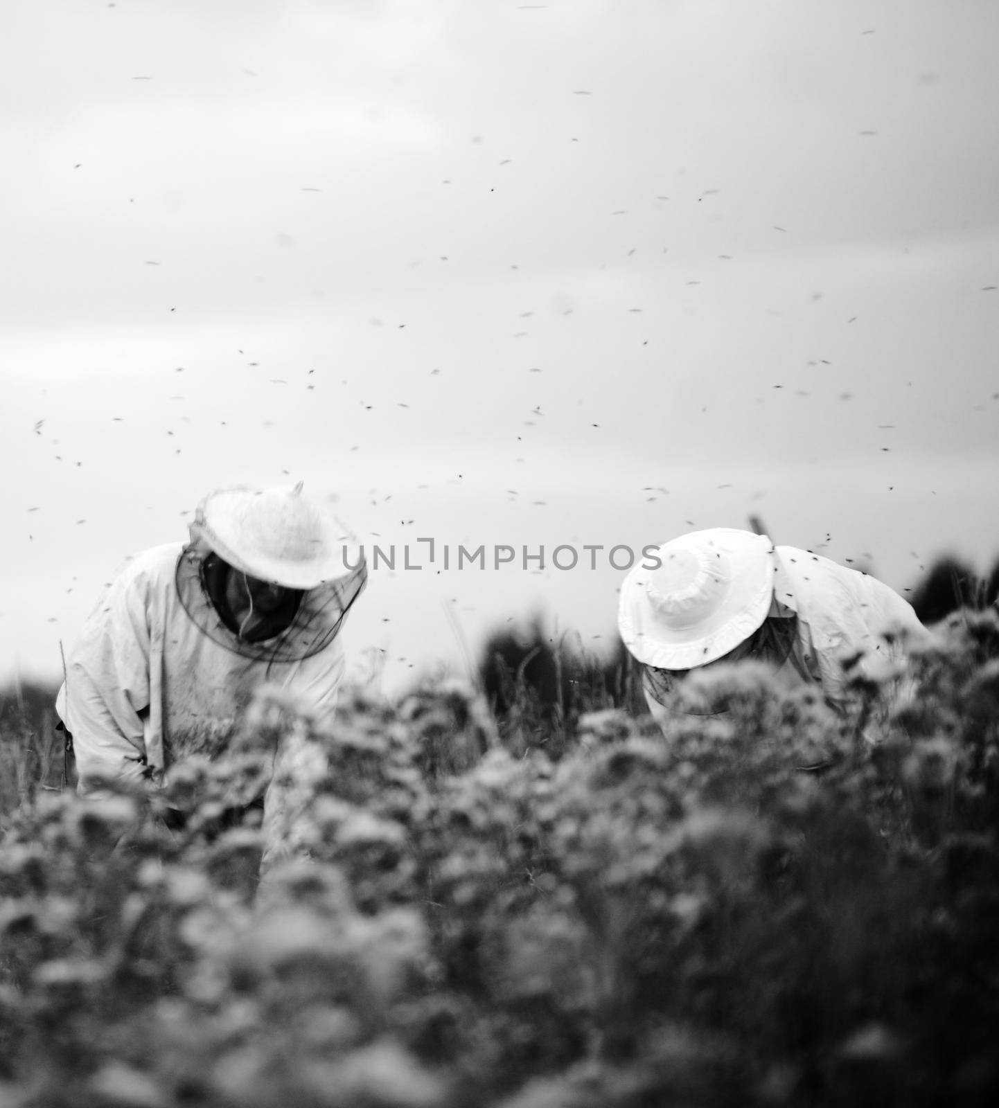 the best Beekeepers working on the big field by Zurijeta
