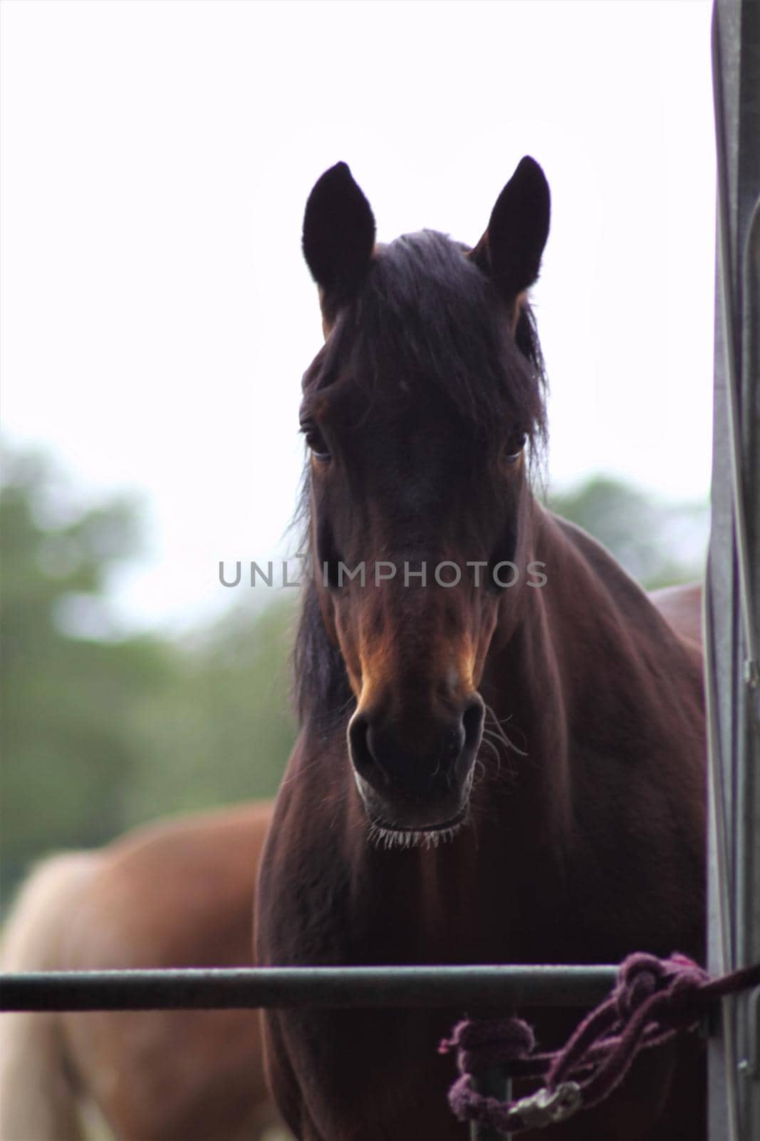 Portrait of a brown horse standing on a sandy paddock by Luise123